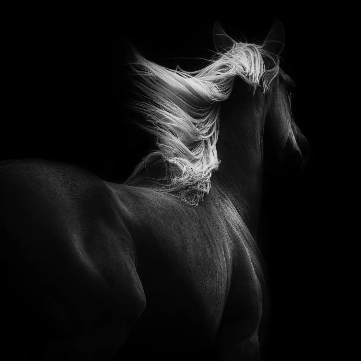The Dark Horse