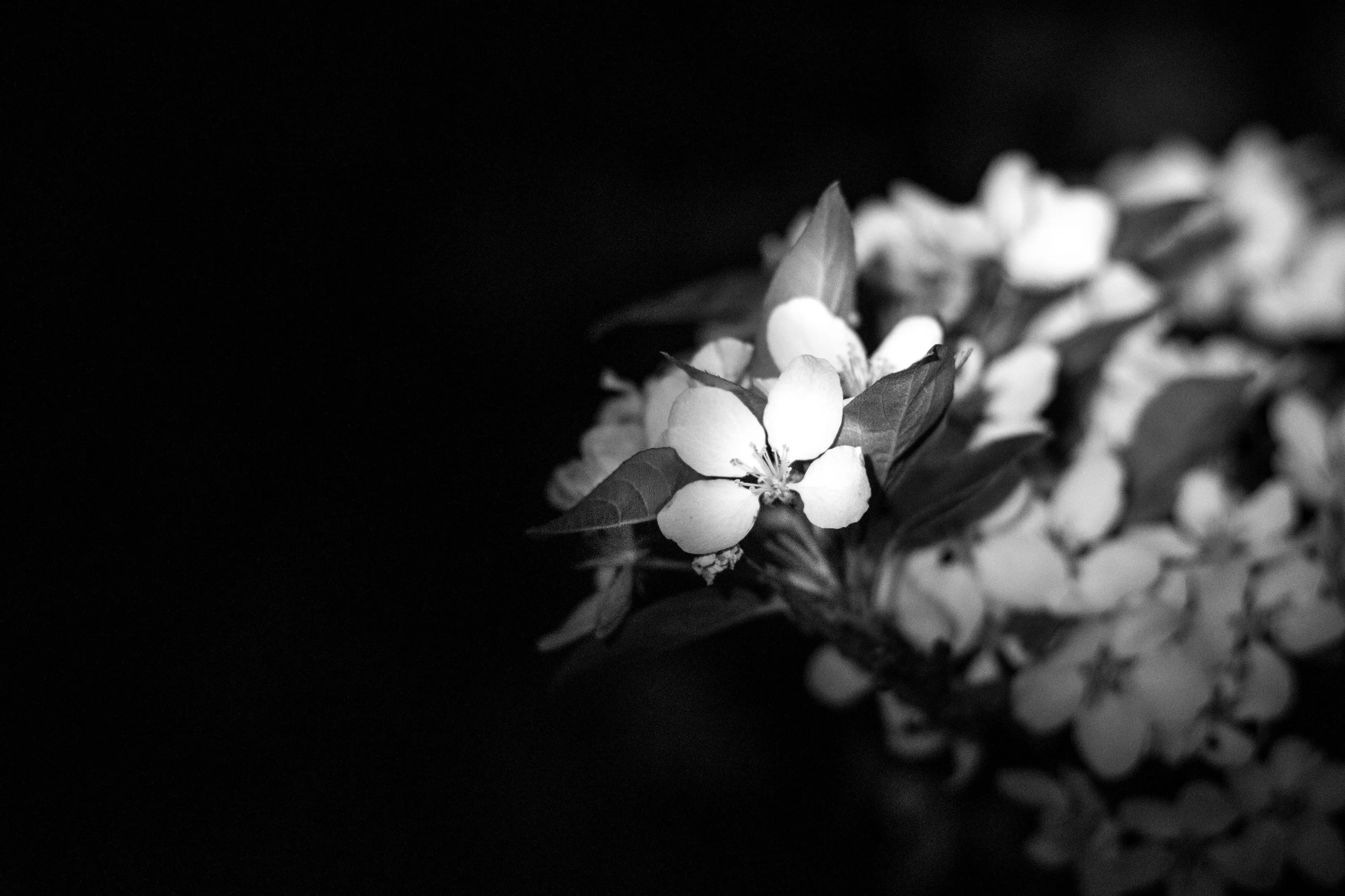 Macro Flowers at night