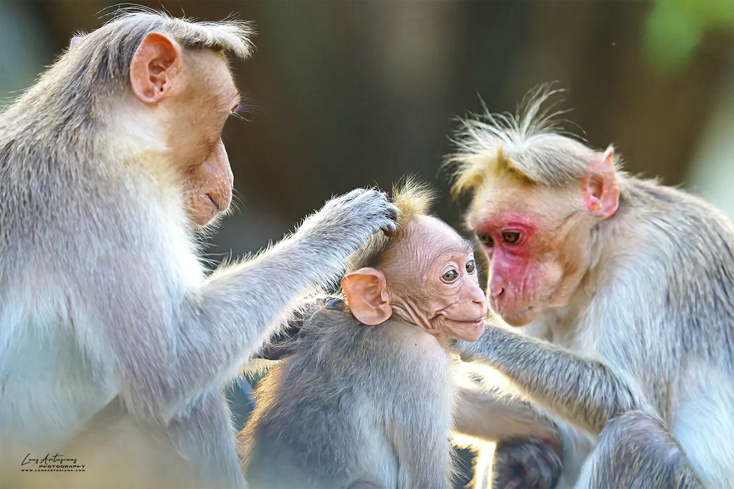 Bonnet Macaque's family time.