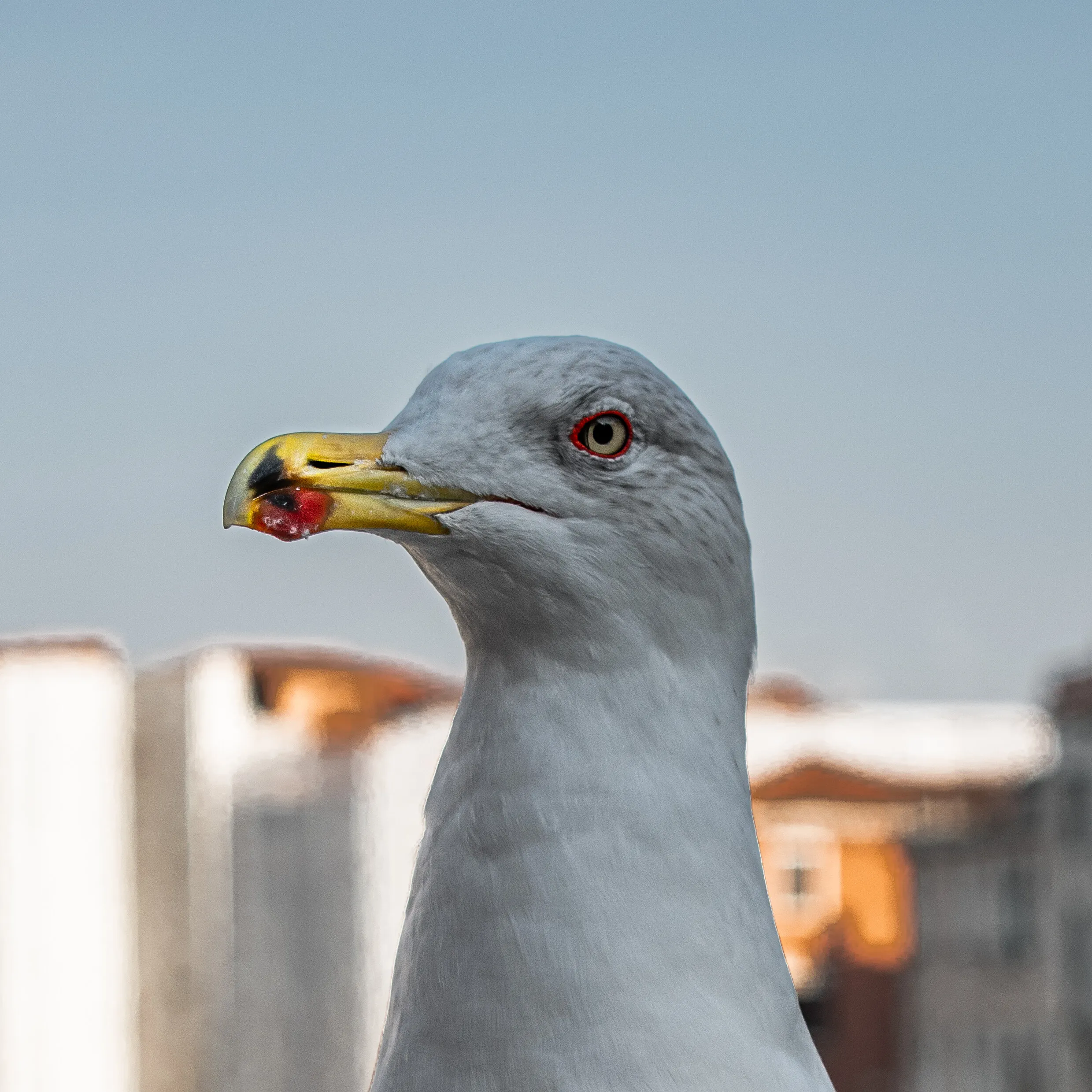 Seagull in Venice