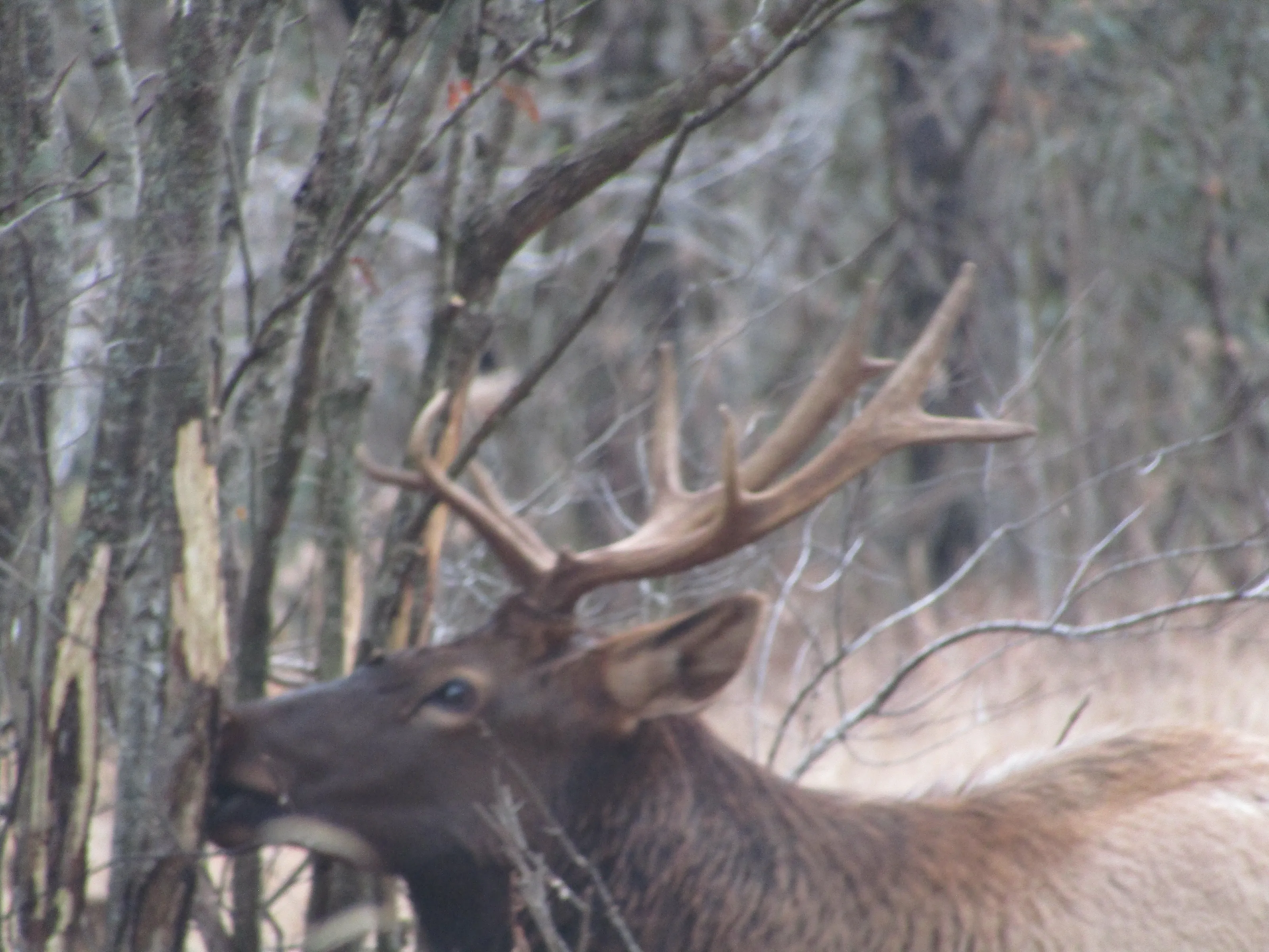 Elk