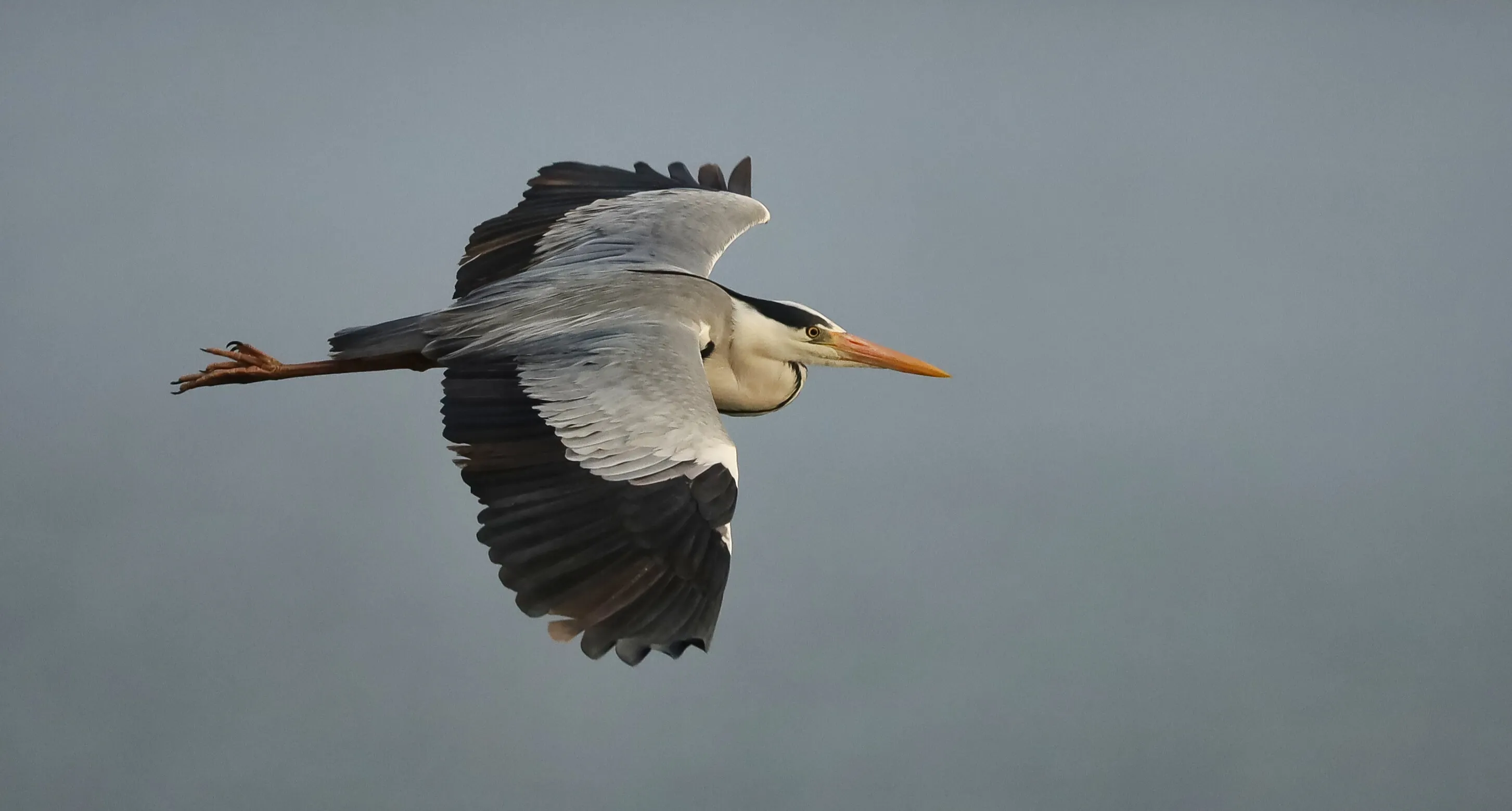 Heron