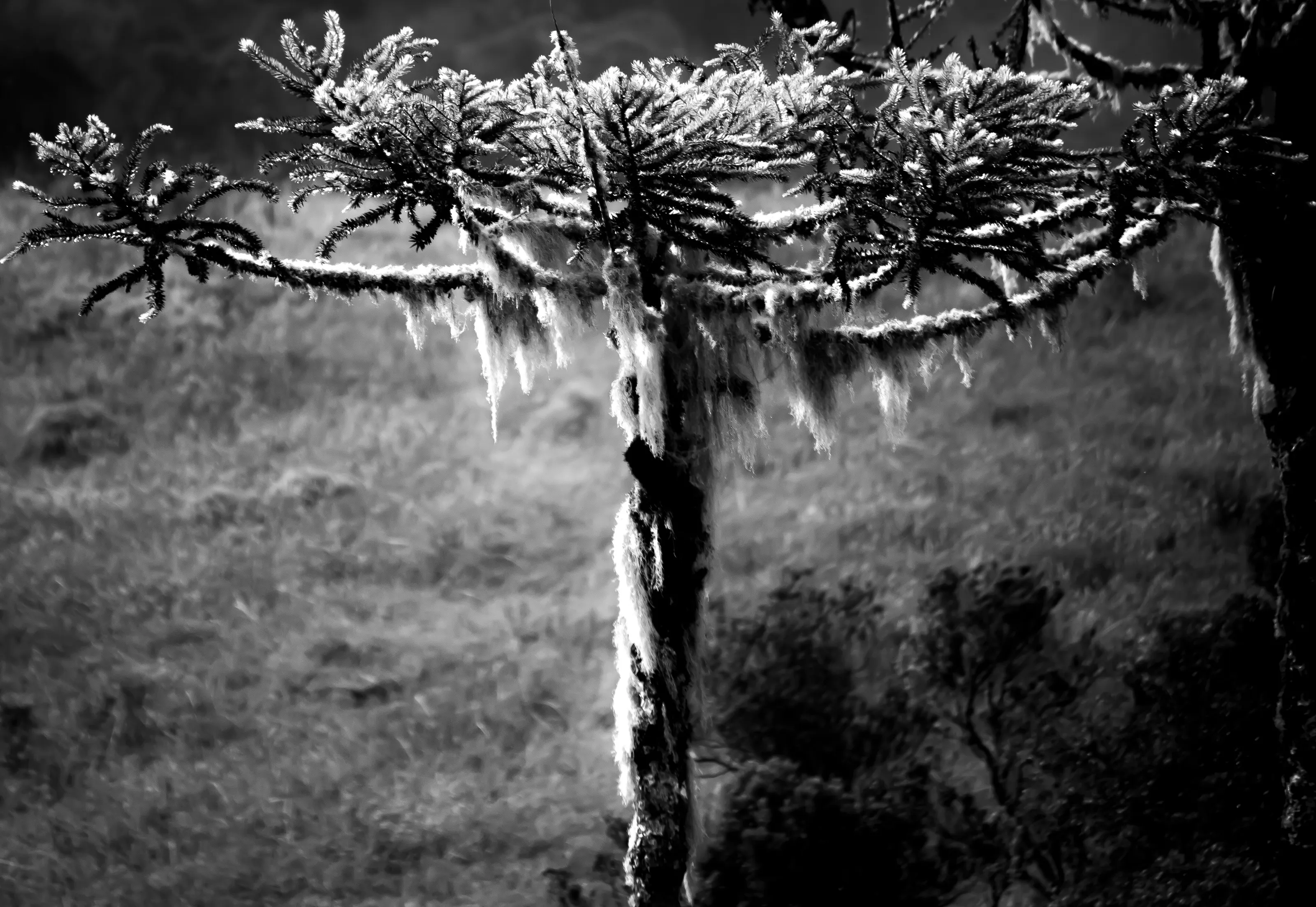 Brazlian pinus Araucaria Angustifolia