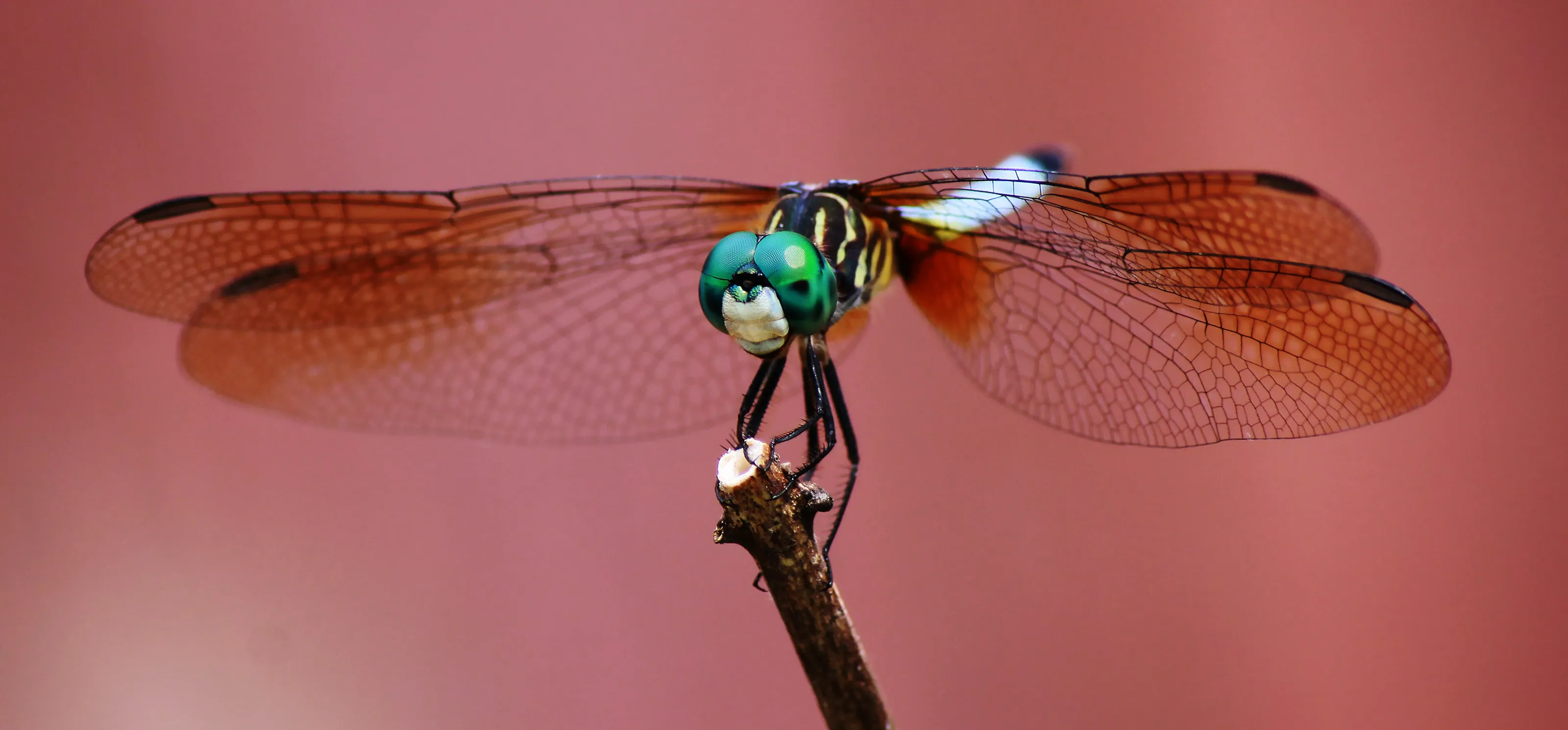 Dragonfly on Branch #2