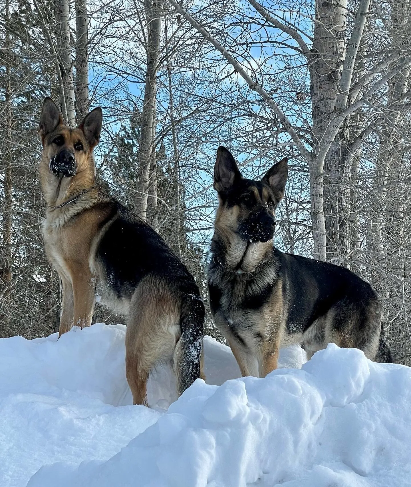 Snow play day for the German Shepherds