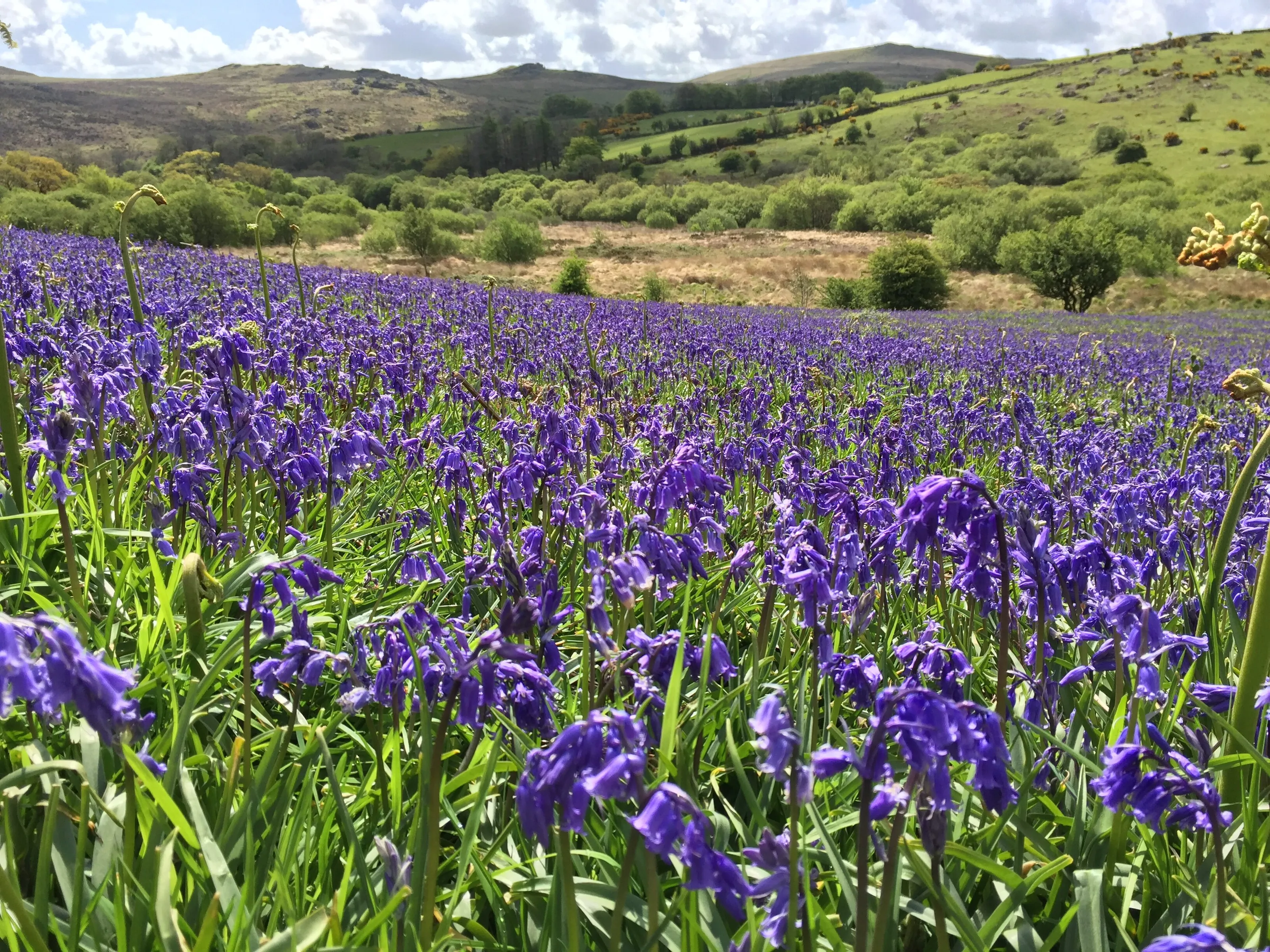 Bluebells on Dartmoor
