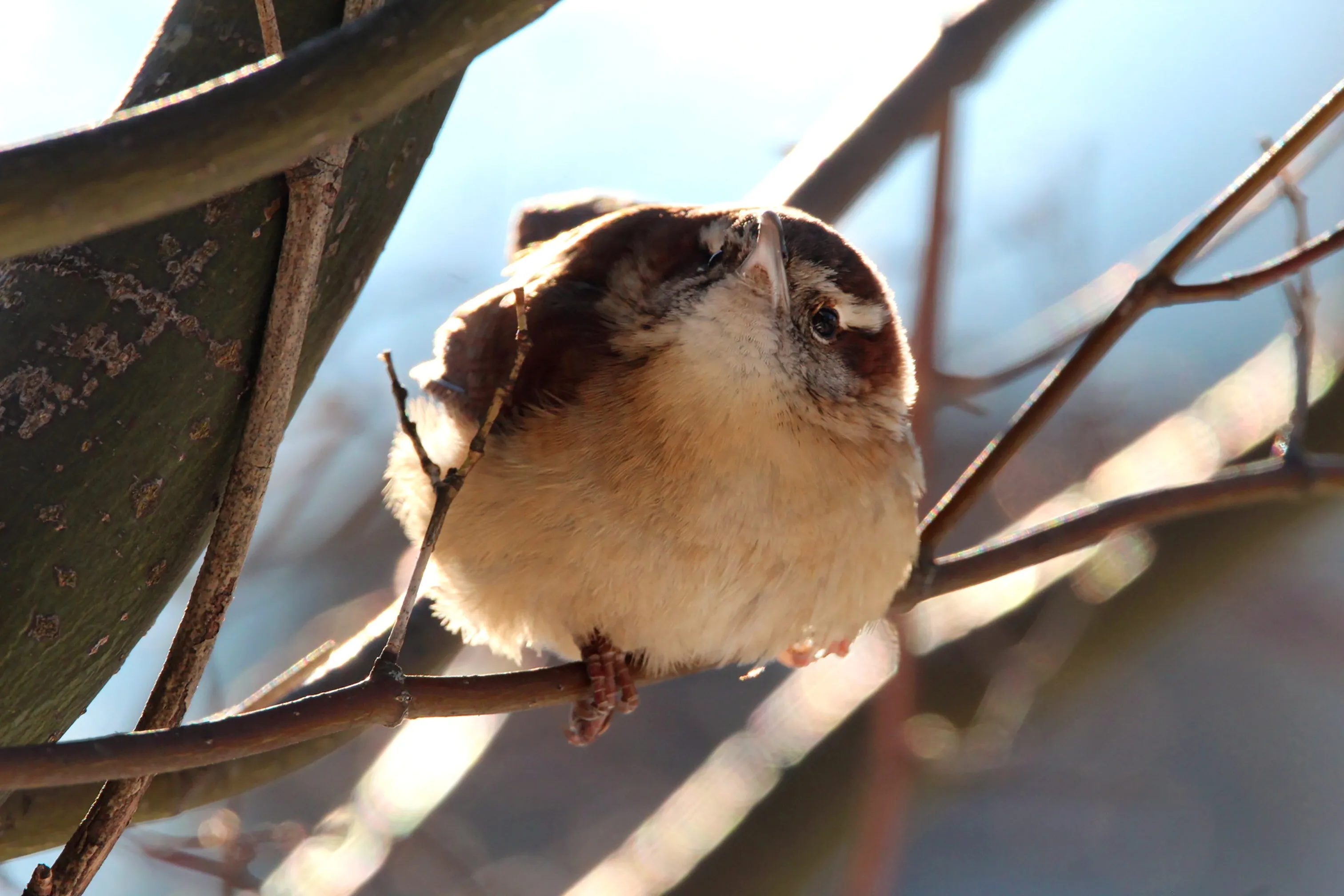 carolina wren