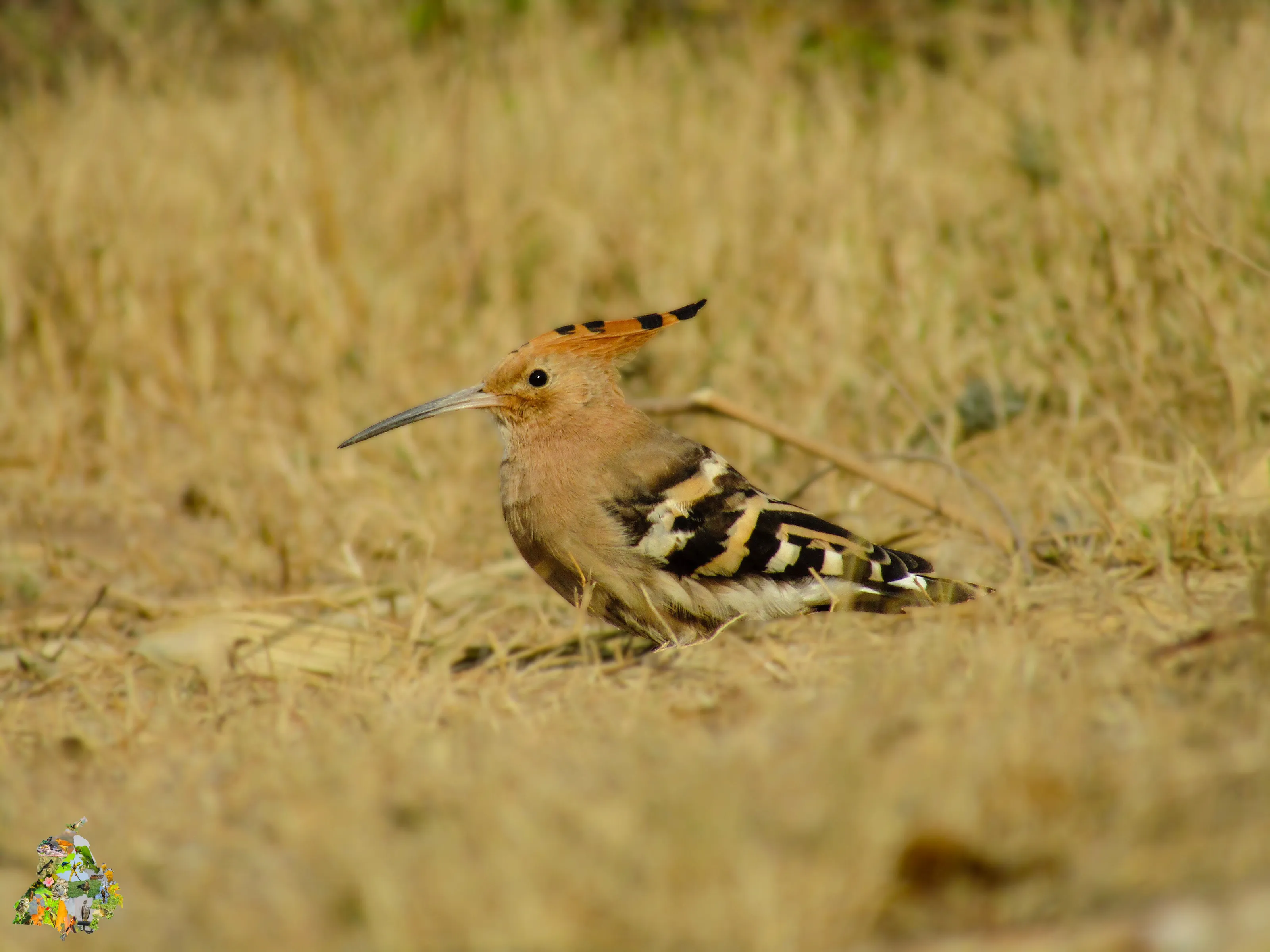 Hoopoe