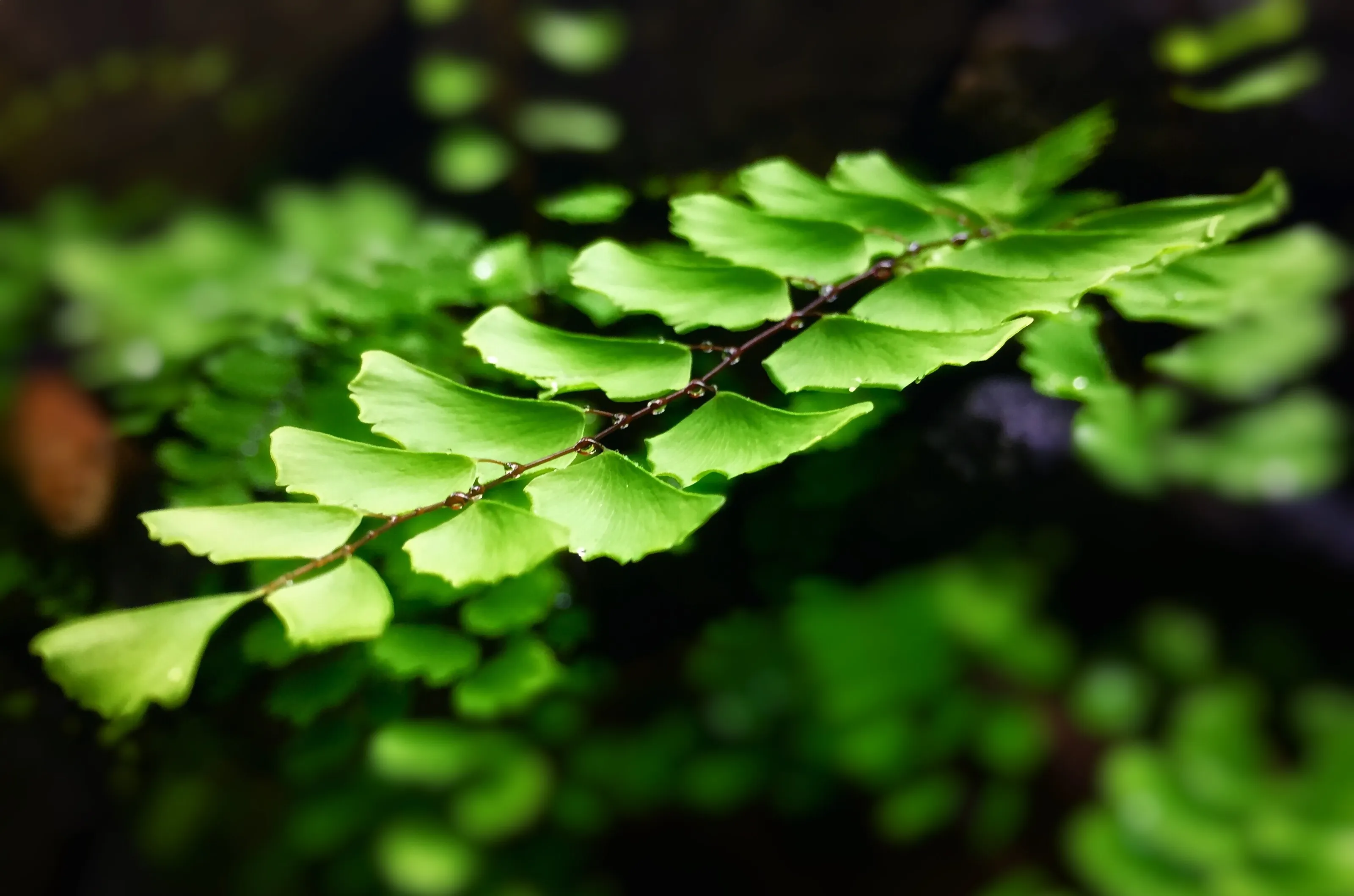 Green leaves