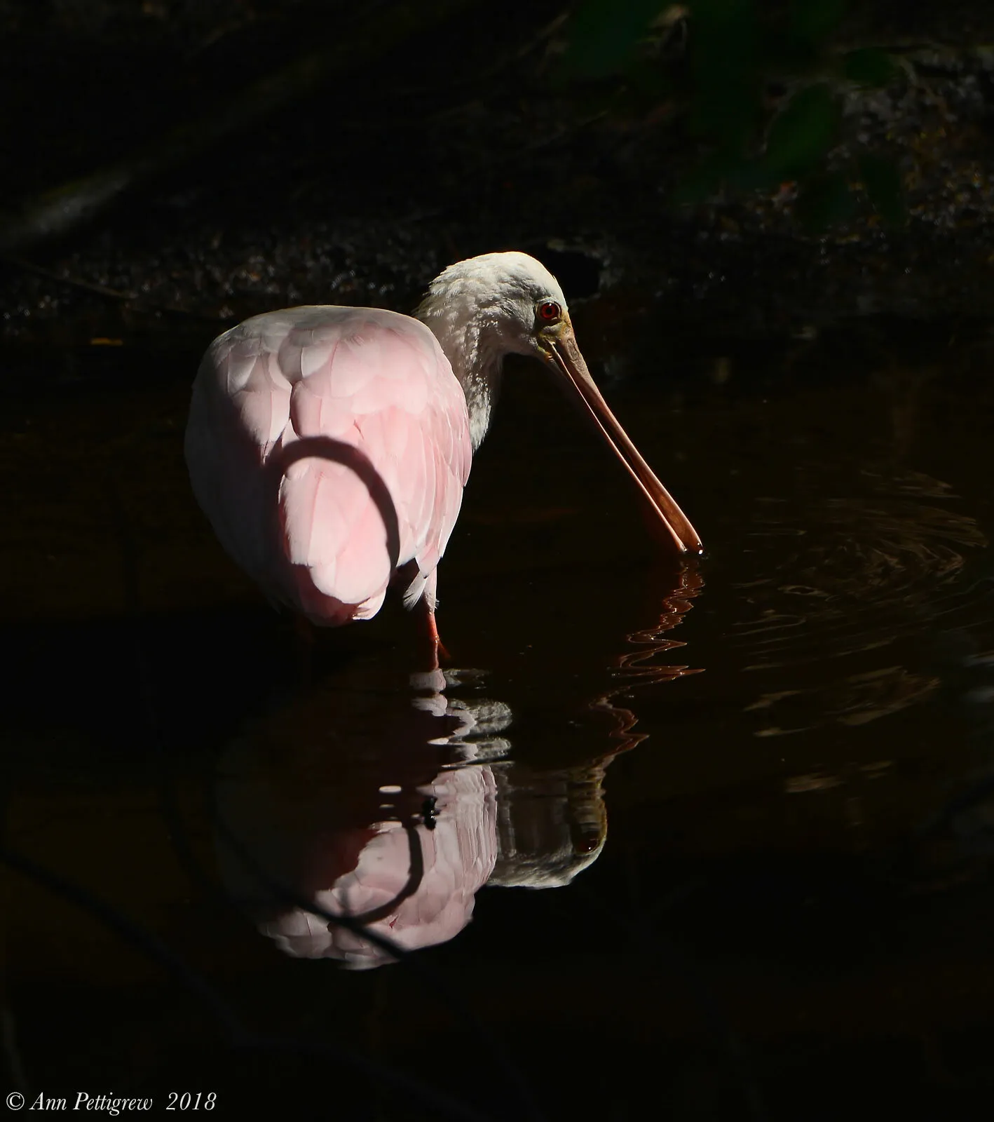 Roseate Spoonbill (Platalea ajaja)