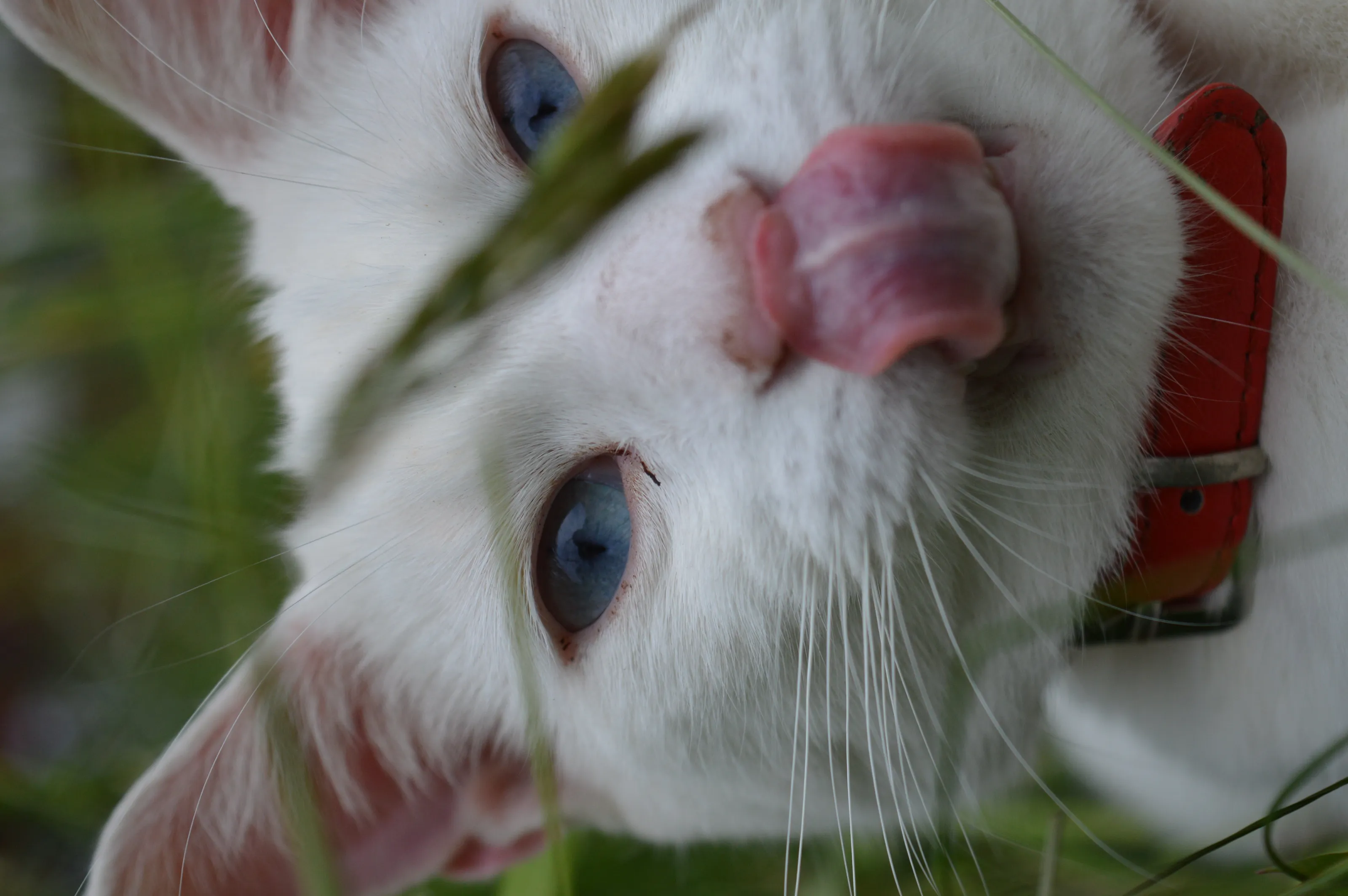 A Taste of Fresh Air