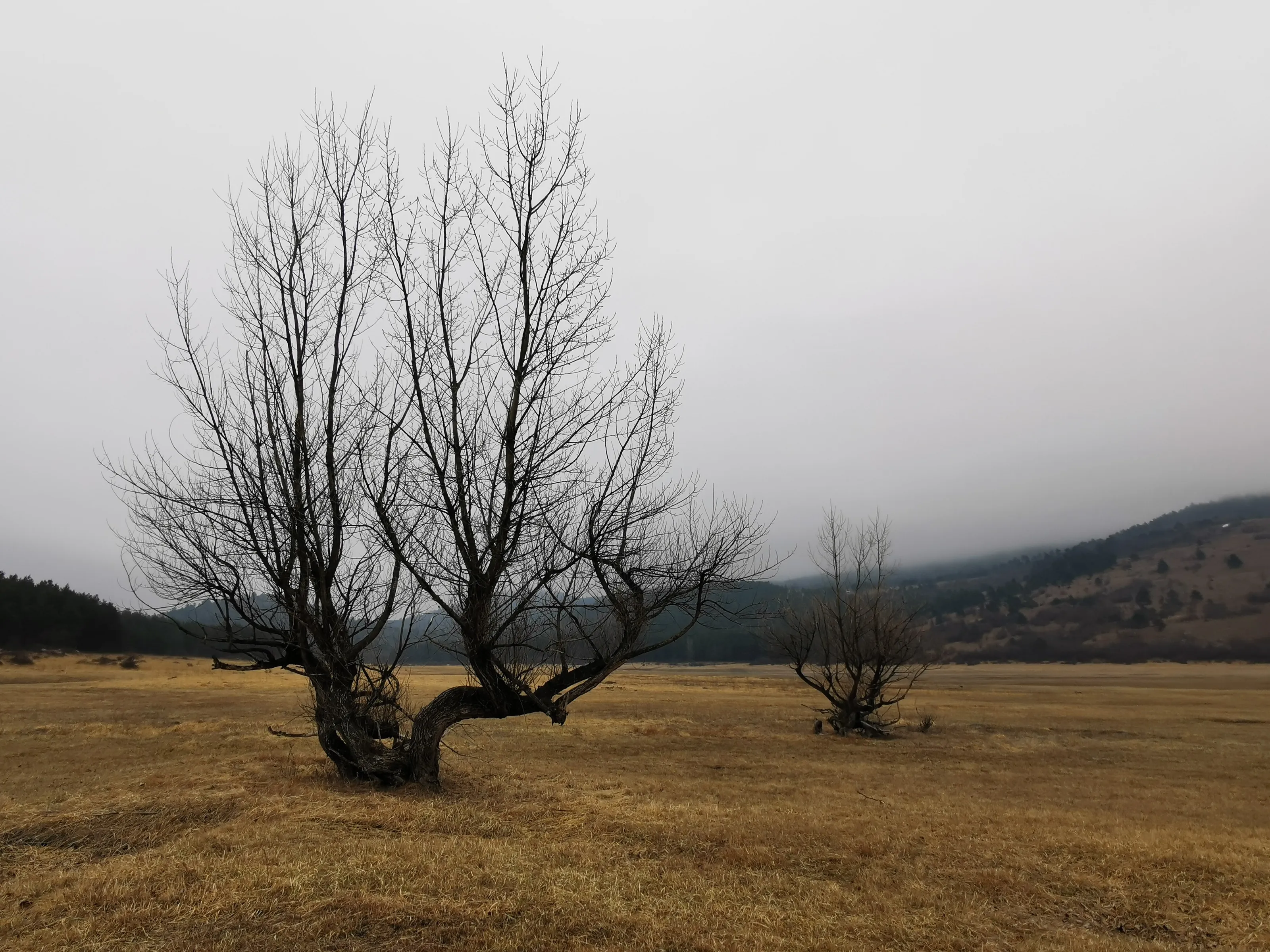 Trees