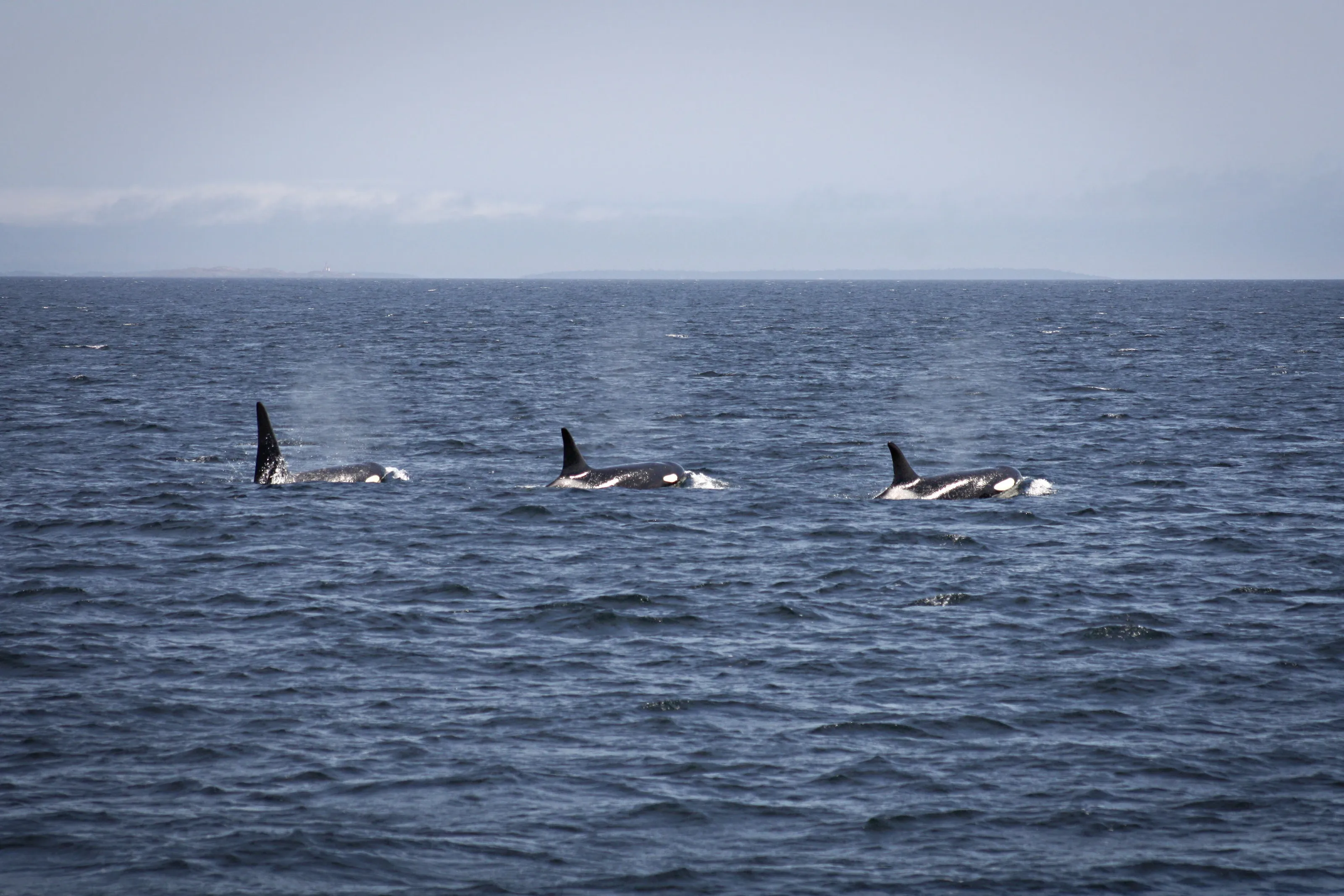 Orca Family in Victoria, BC