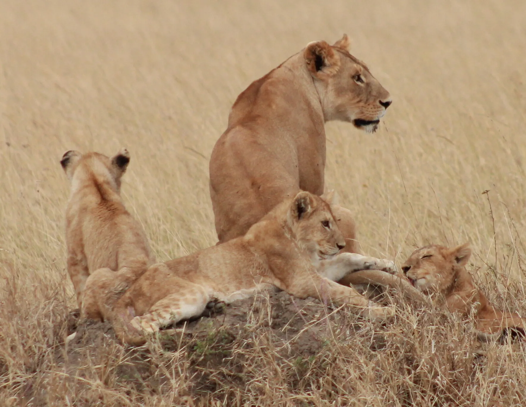 Serengeti Mum