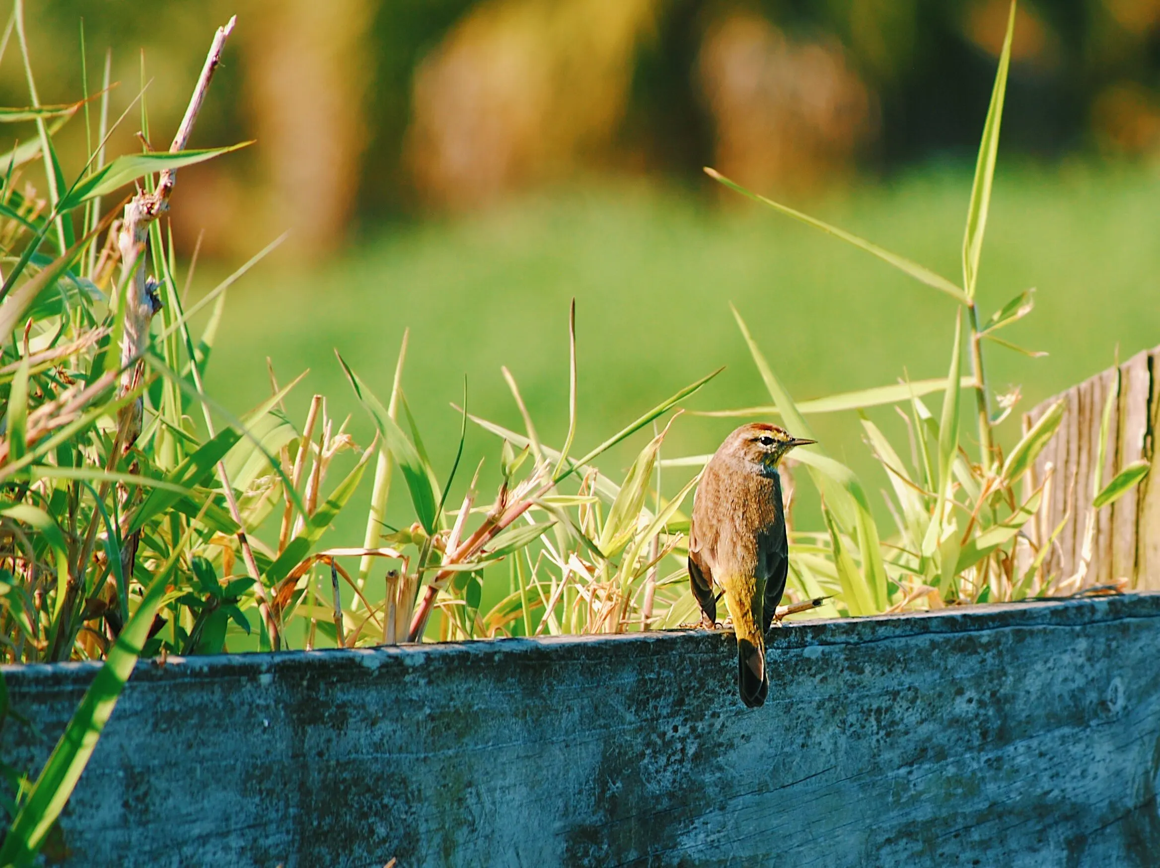 Palm Warbler Looks On