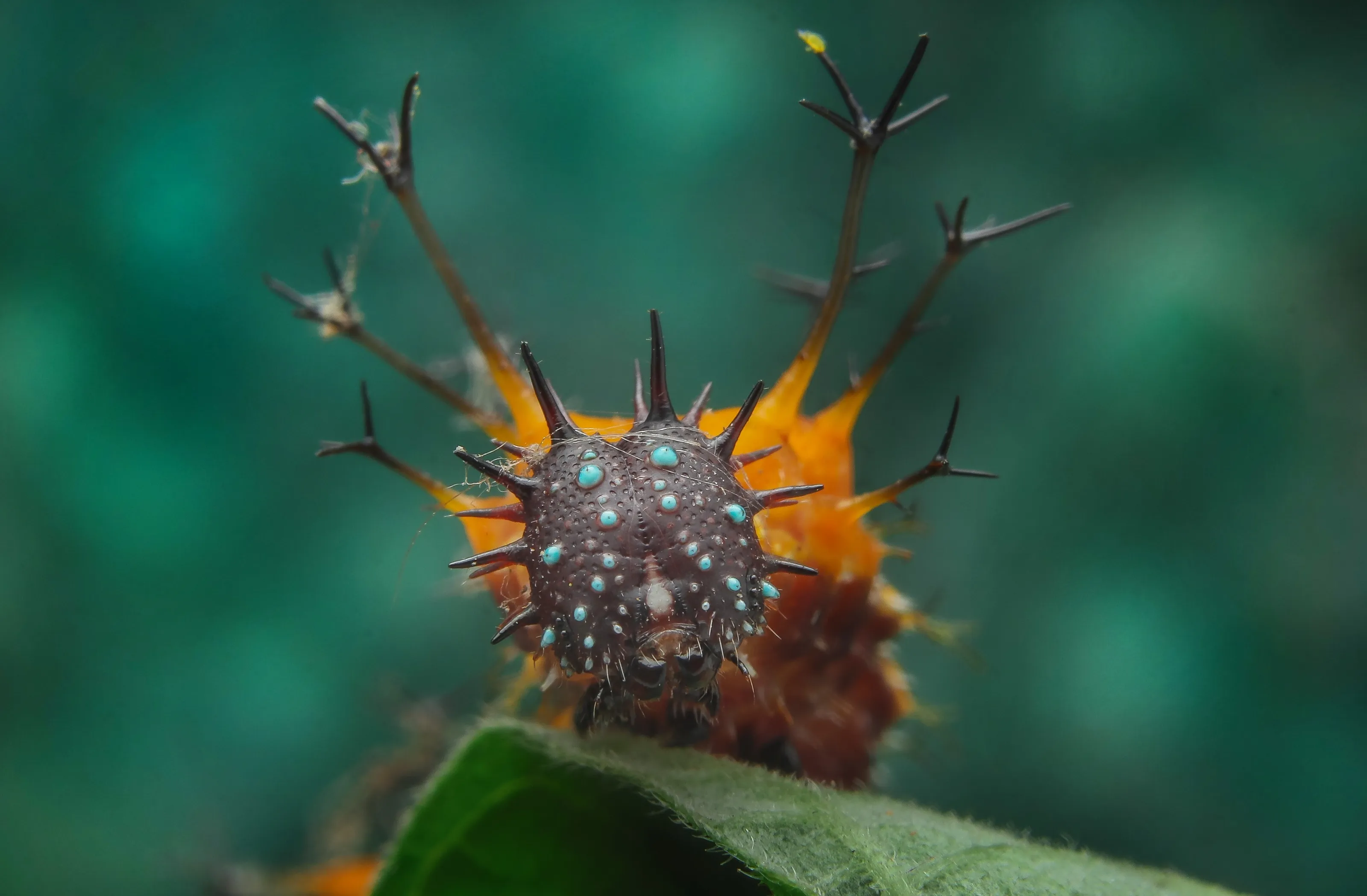 Sergeant butterfly caterpillar