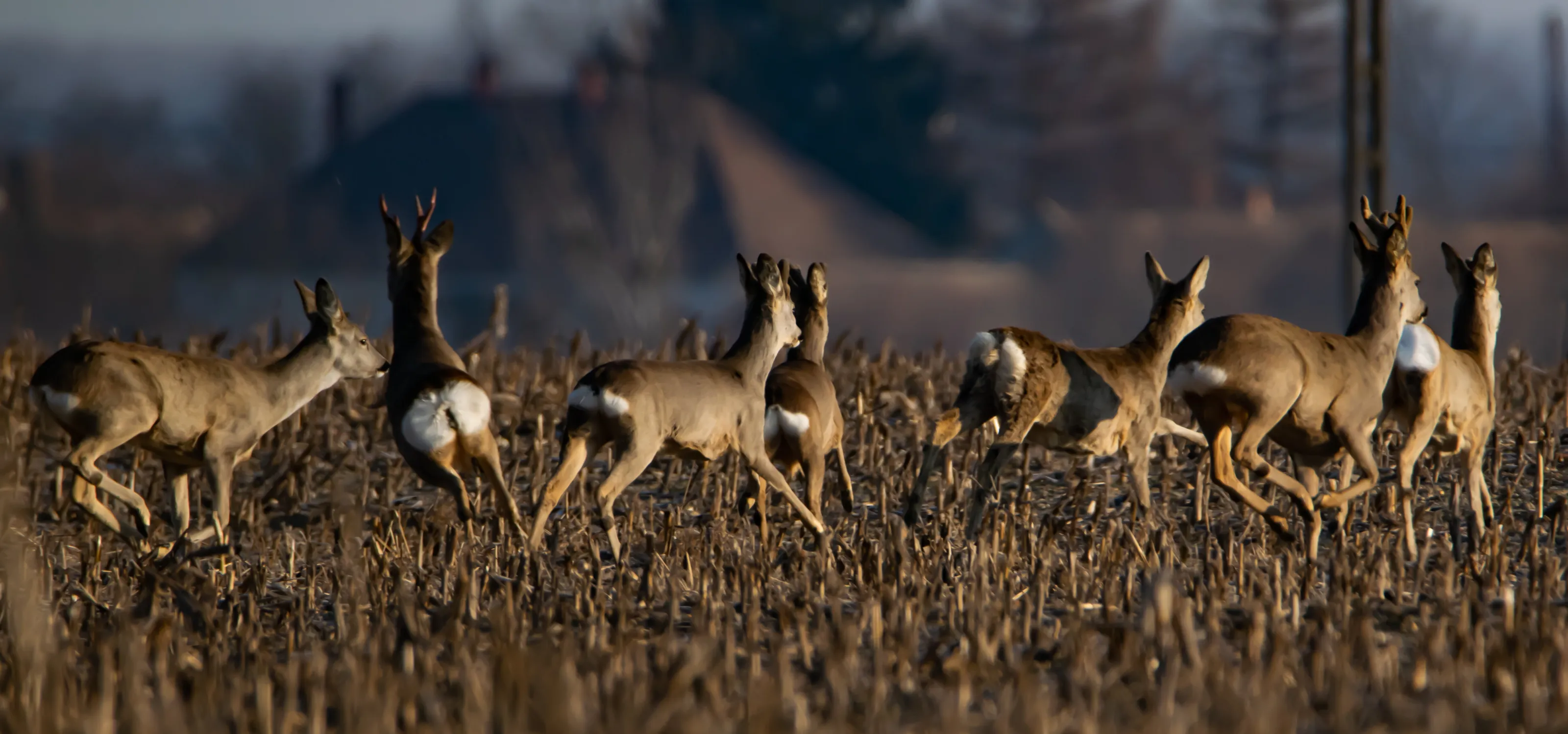 Roe deer of Hungary