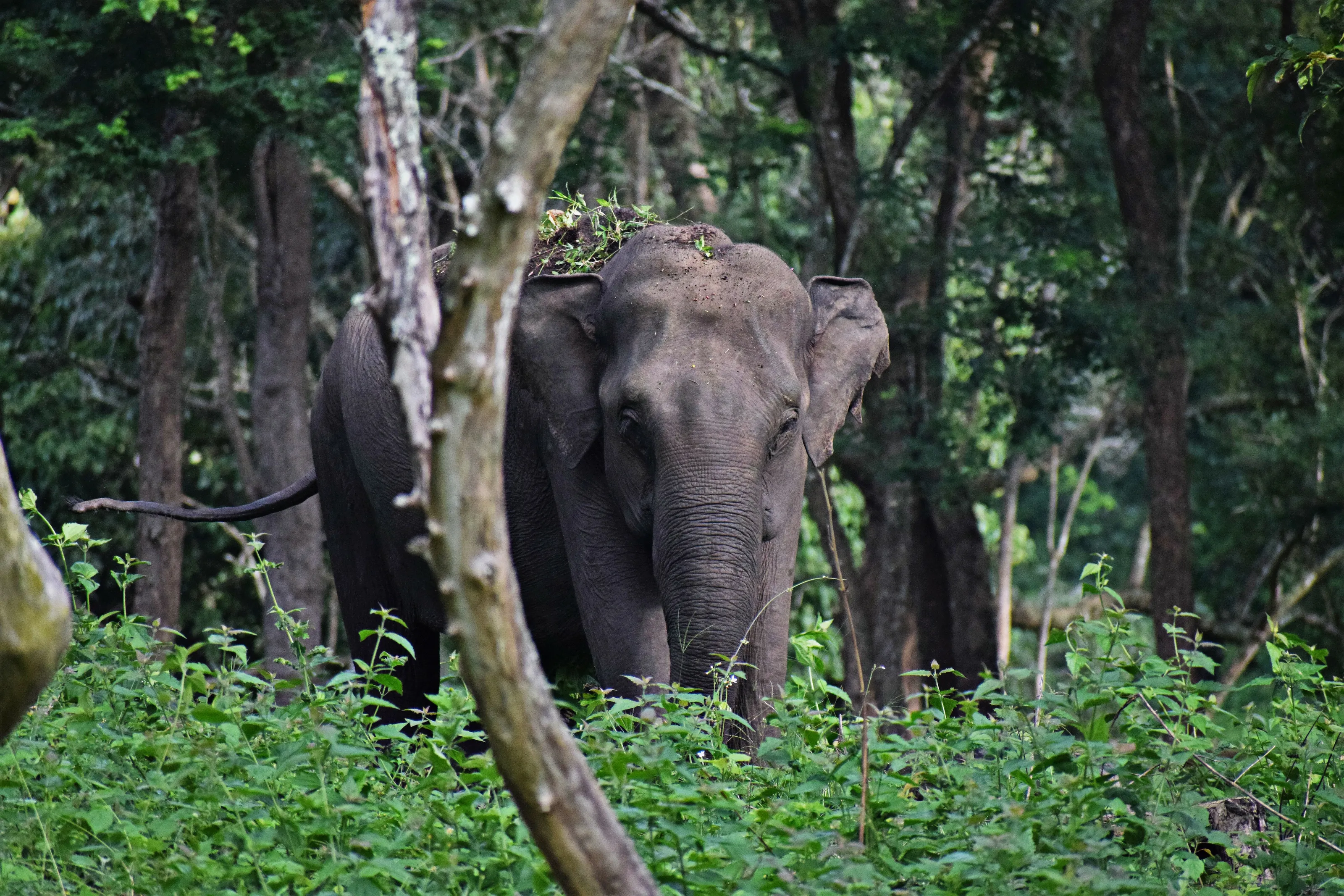 Elephant