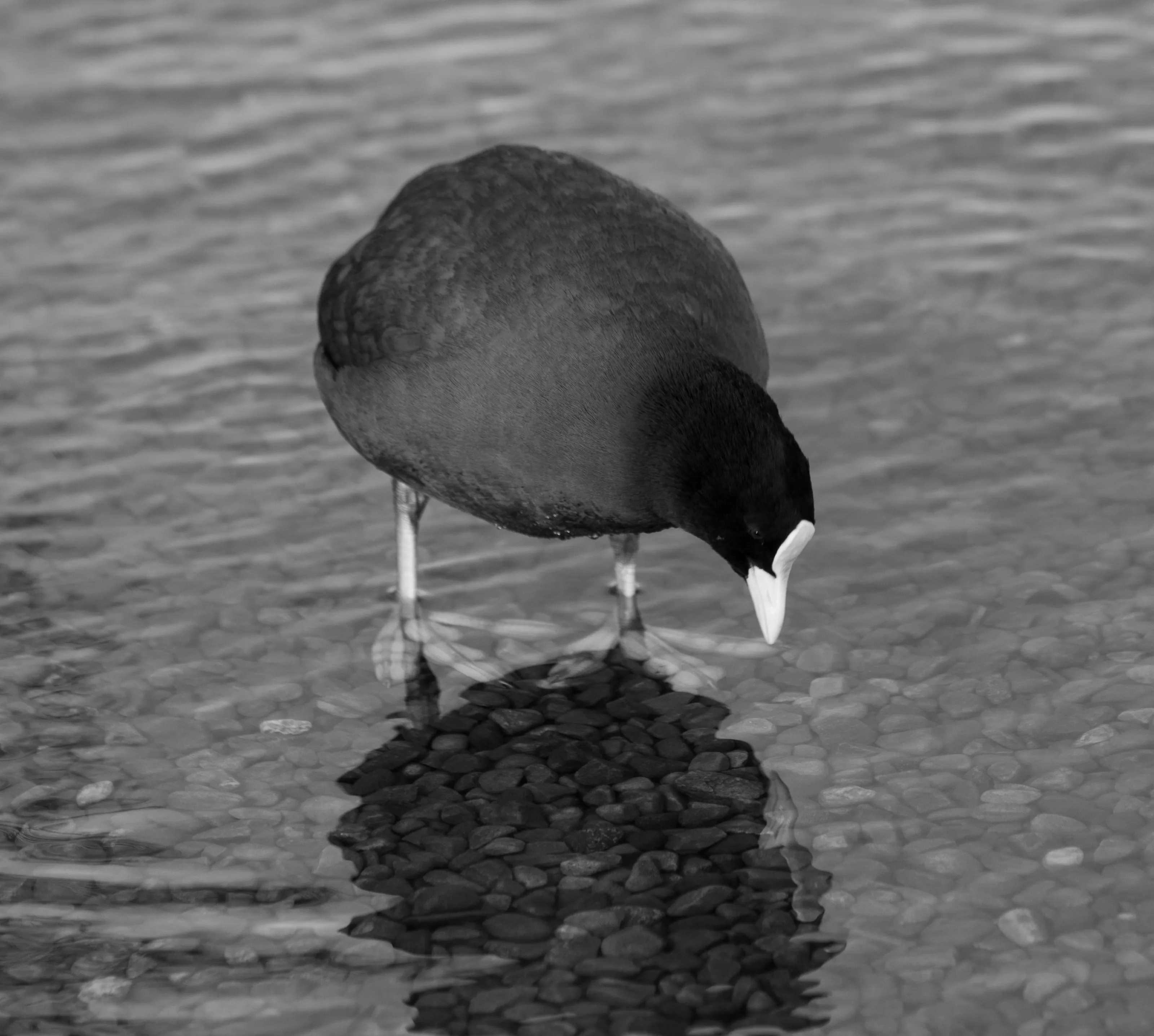 Reflections