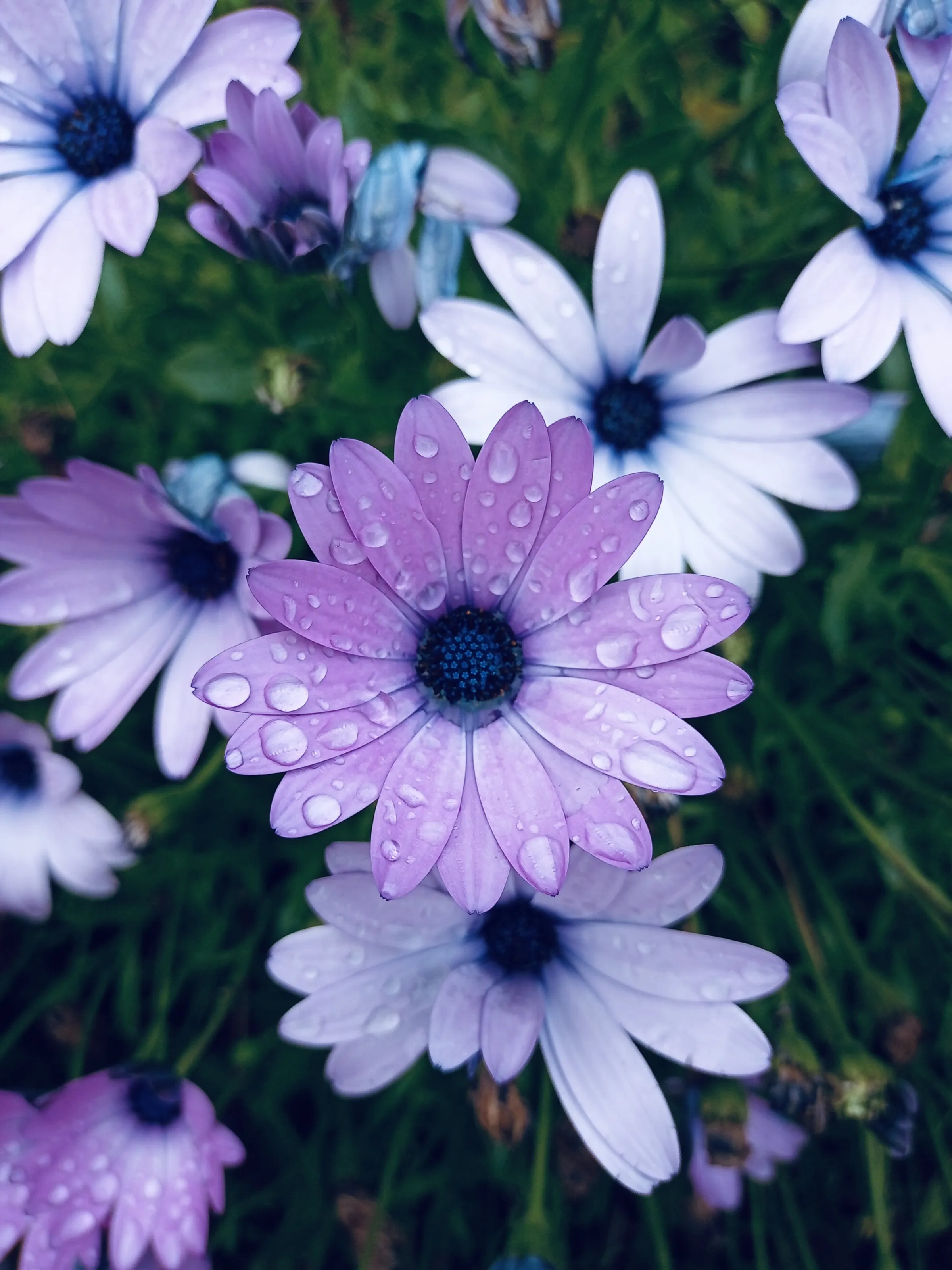 Morning dew on daisies
