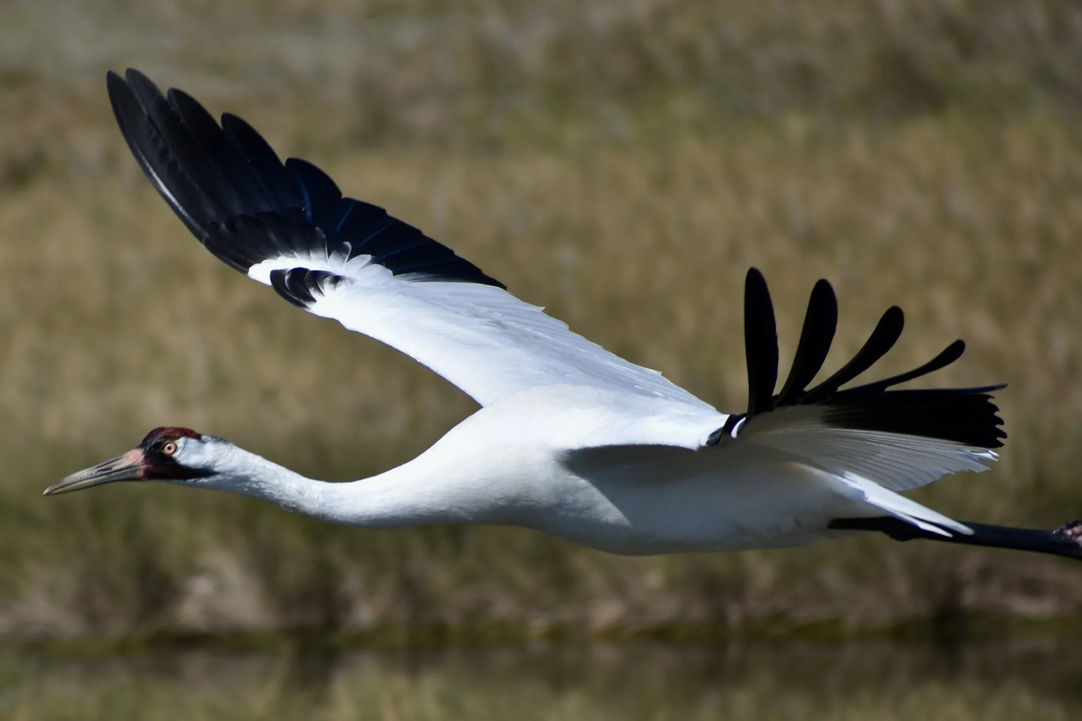 Whooper on Flight