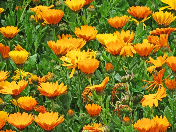 Marigolds