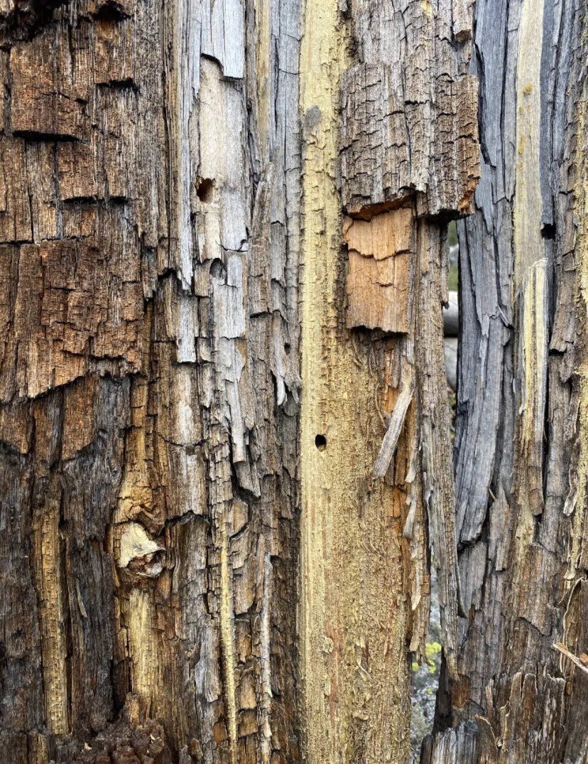 Colorful Tree Bark
