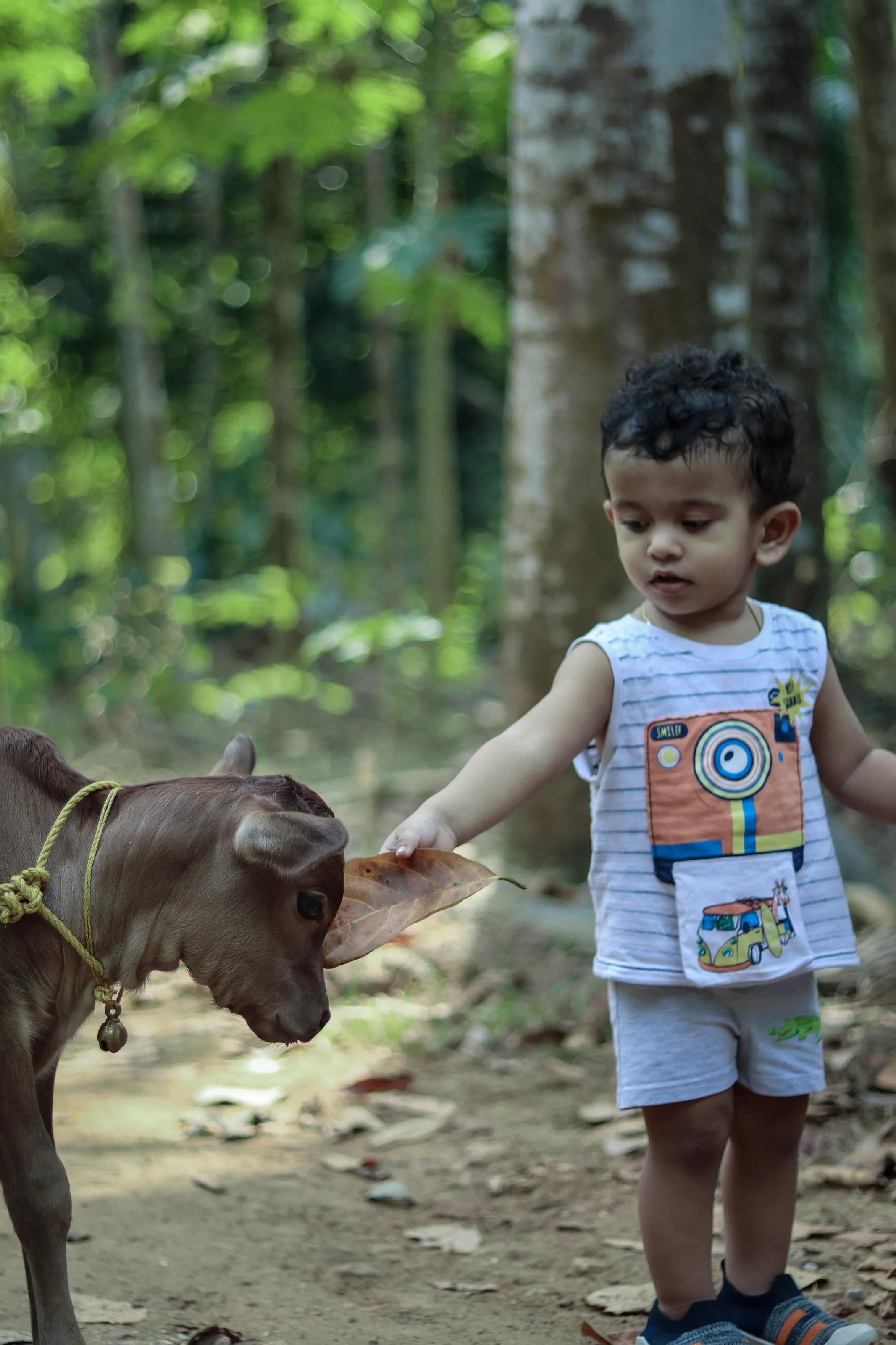 Baby boy feeding his cow friend