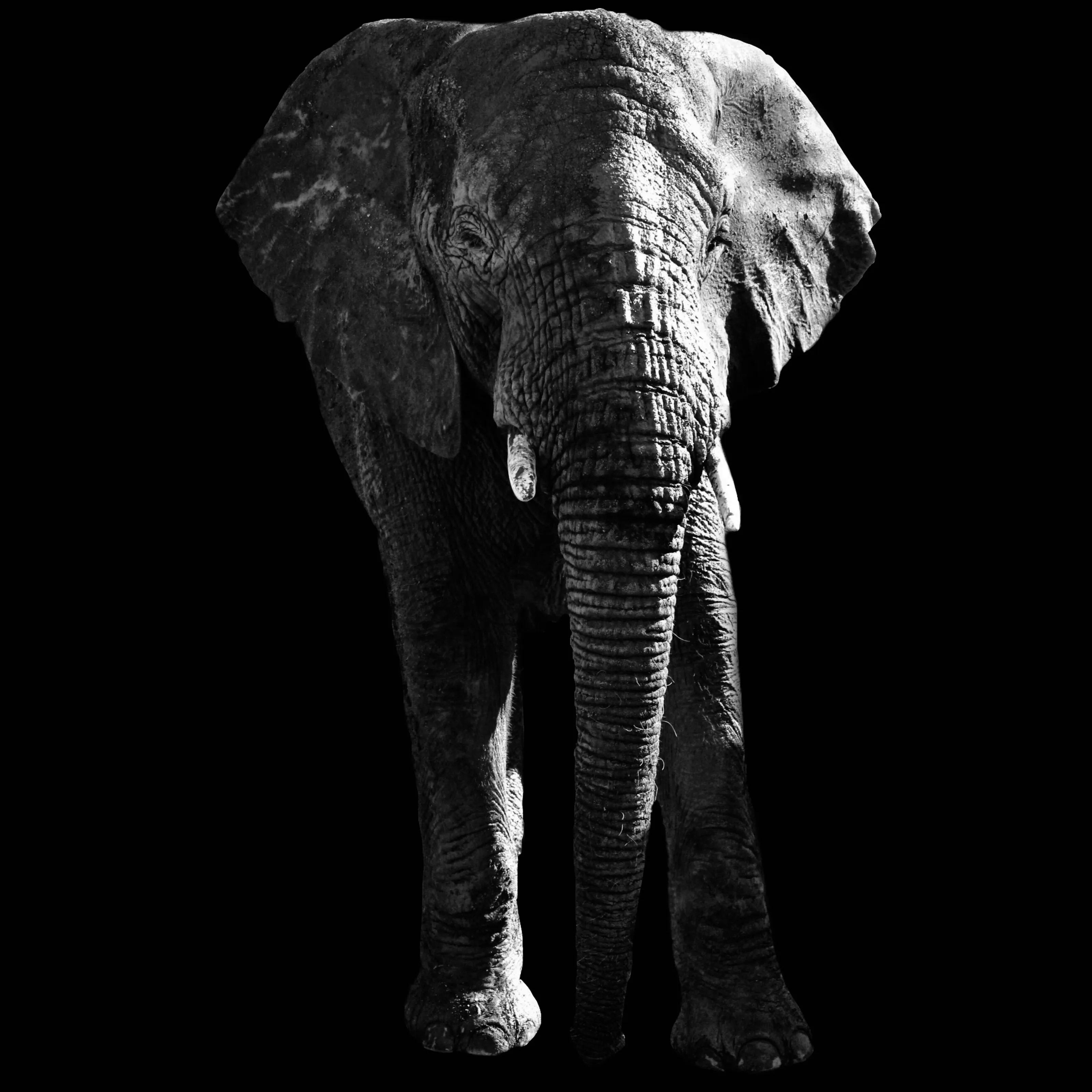 The Elephant Sanctuary