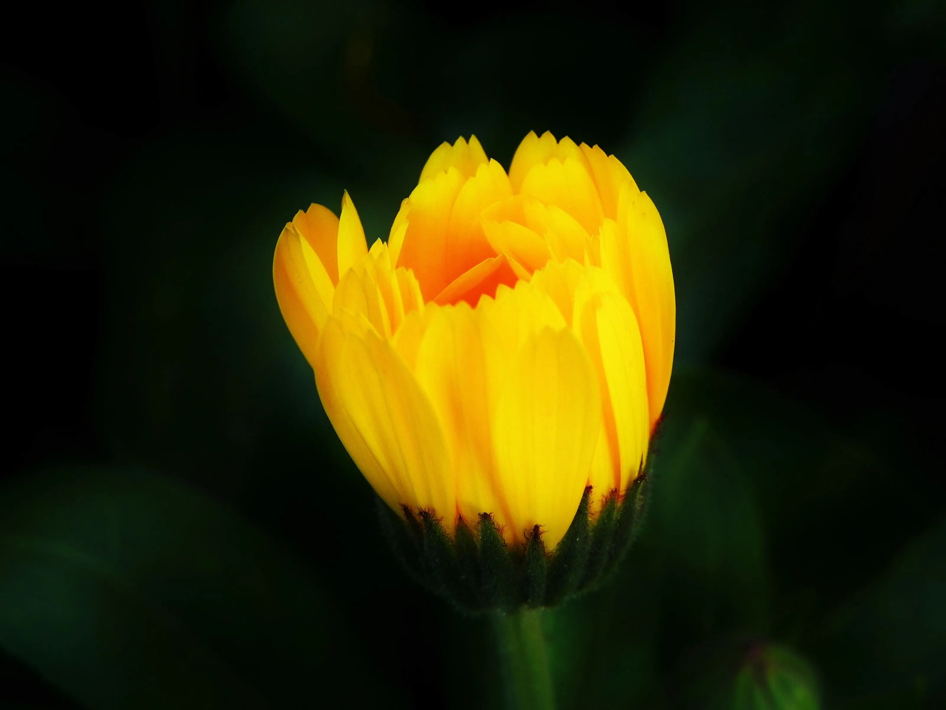 Calendula