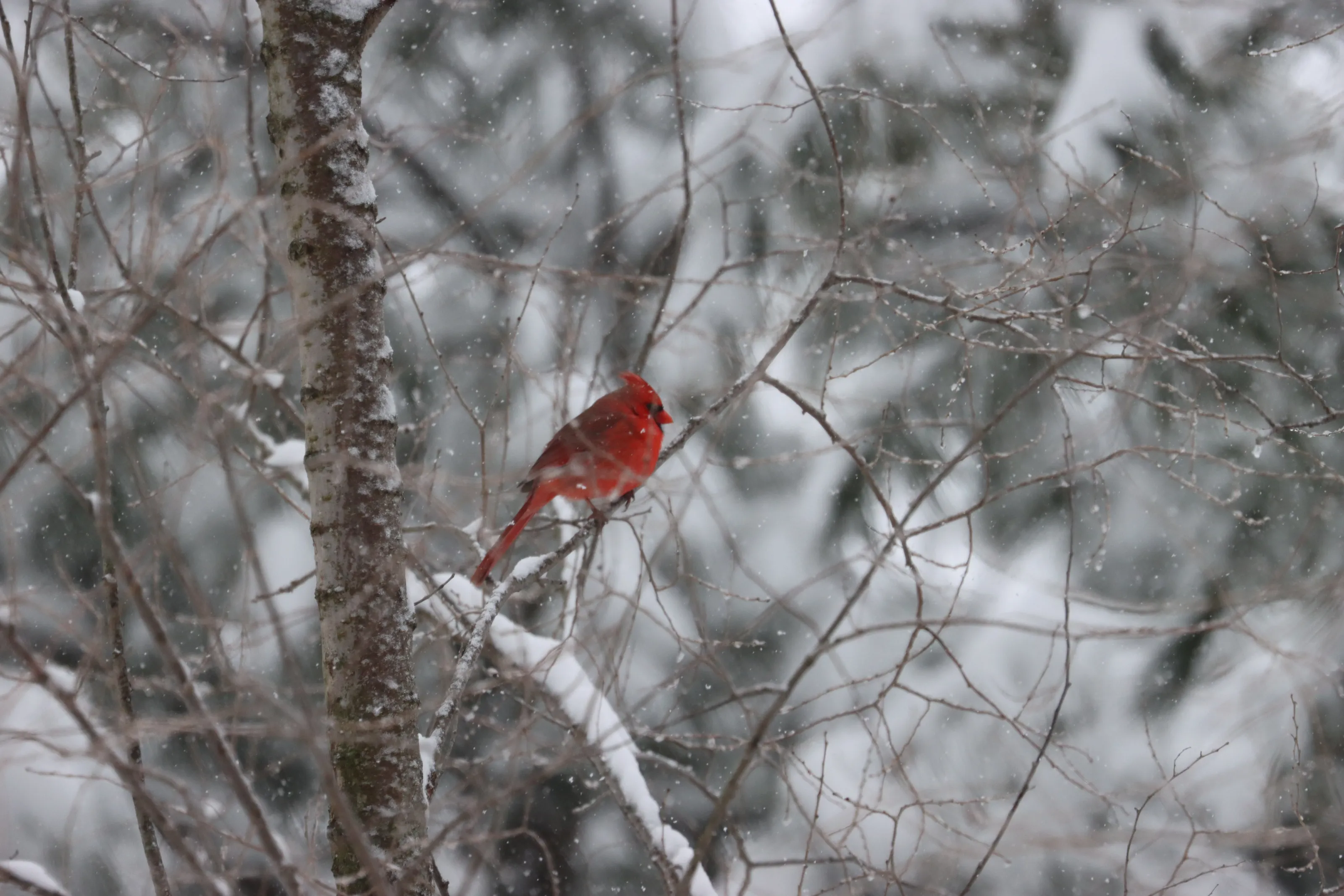 Red vs. Snow