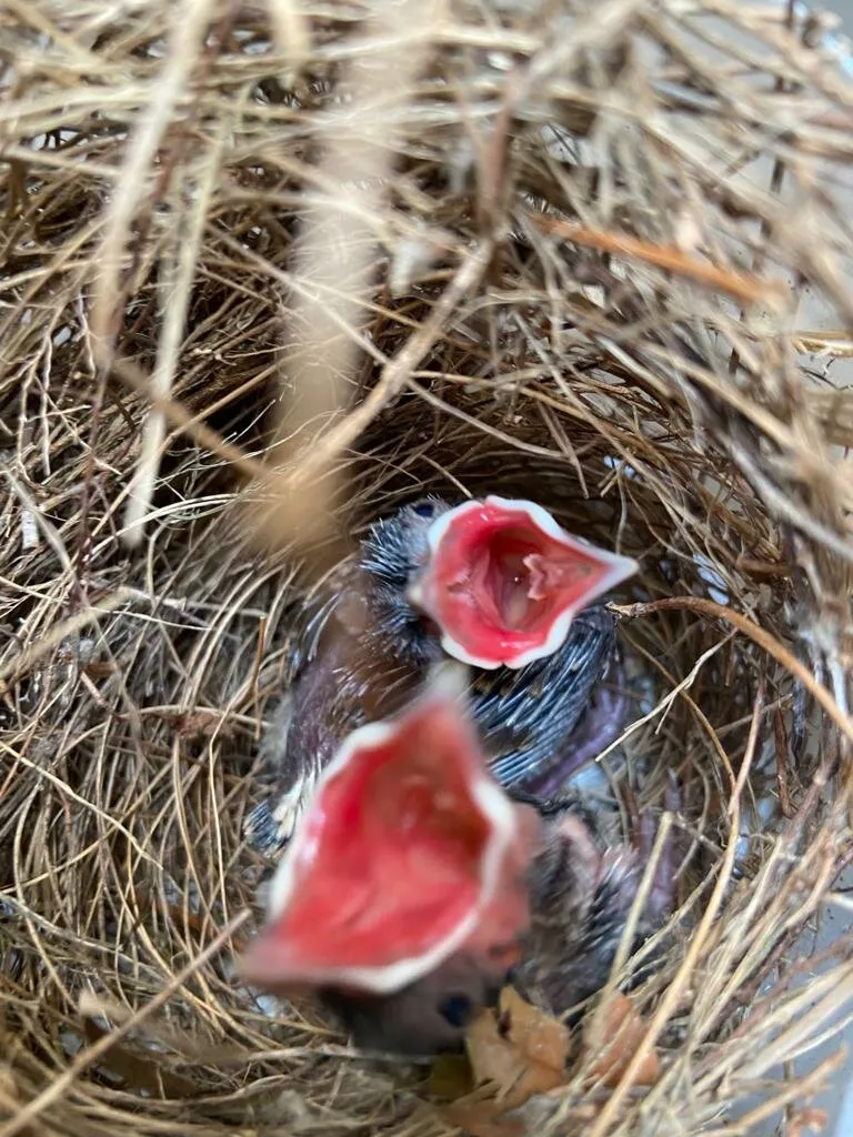 Red Vented Bul Bul's Asking For Food