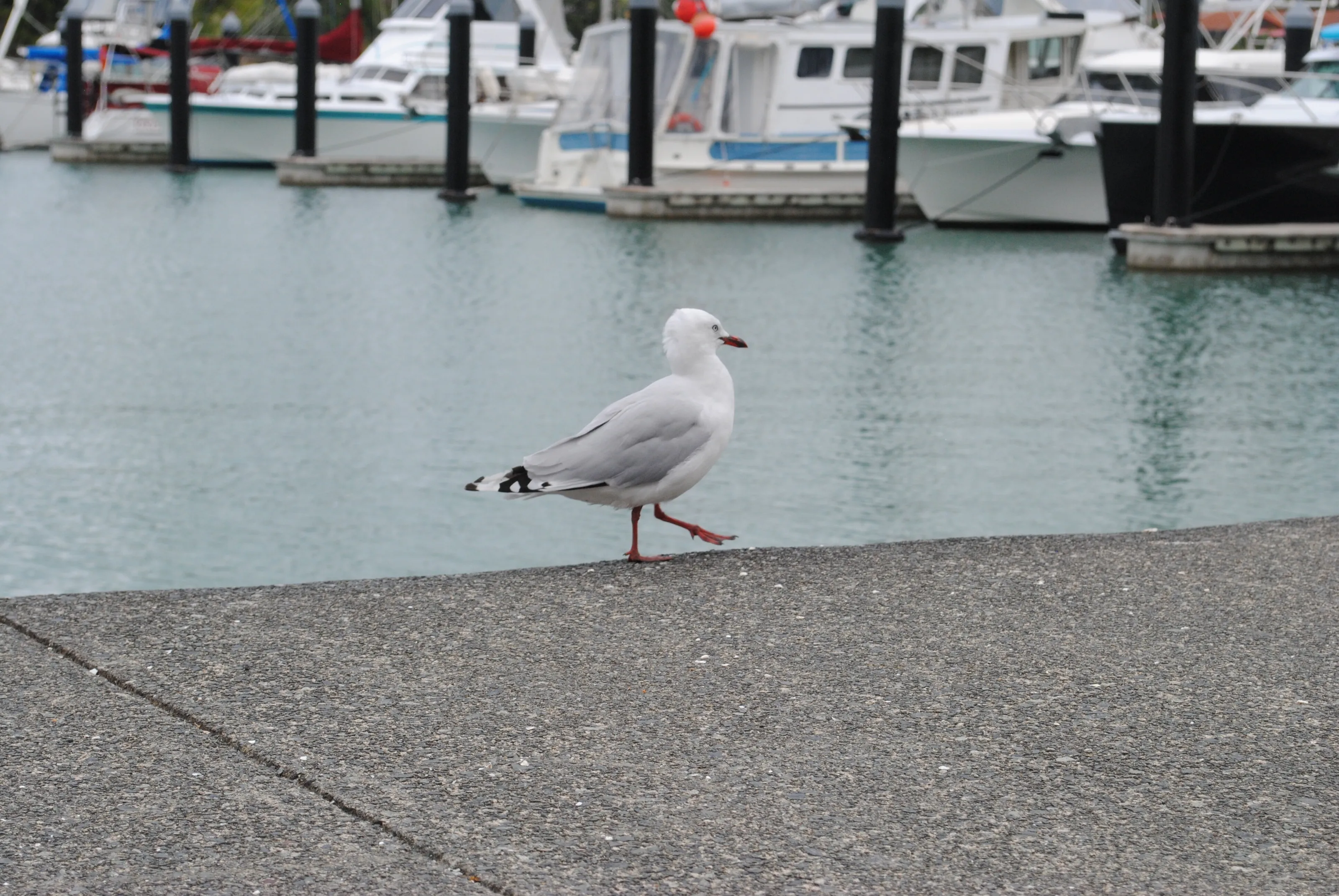 Seagull roaming