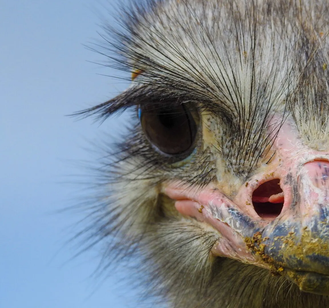 Elegance of an ostrich