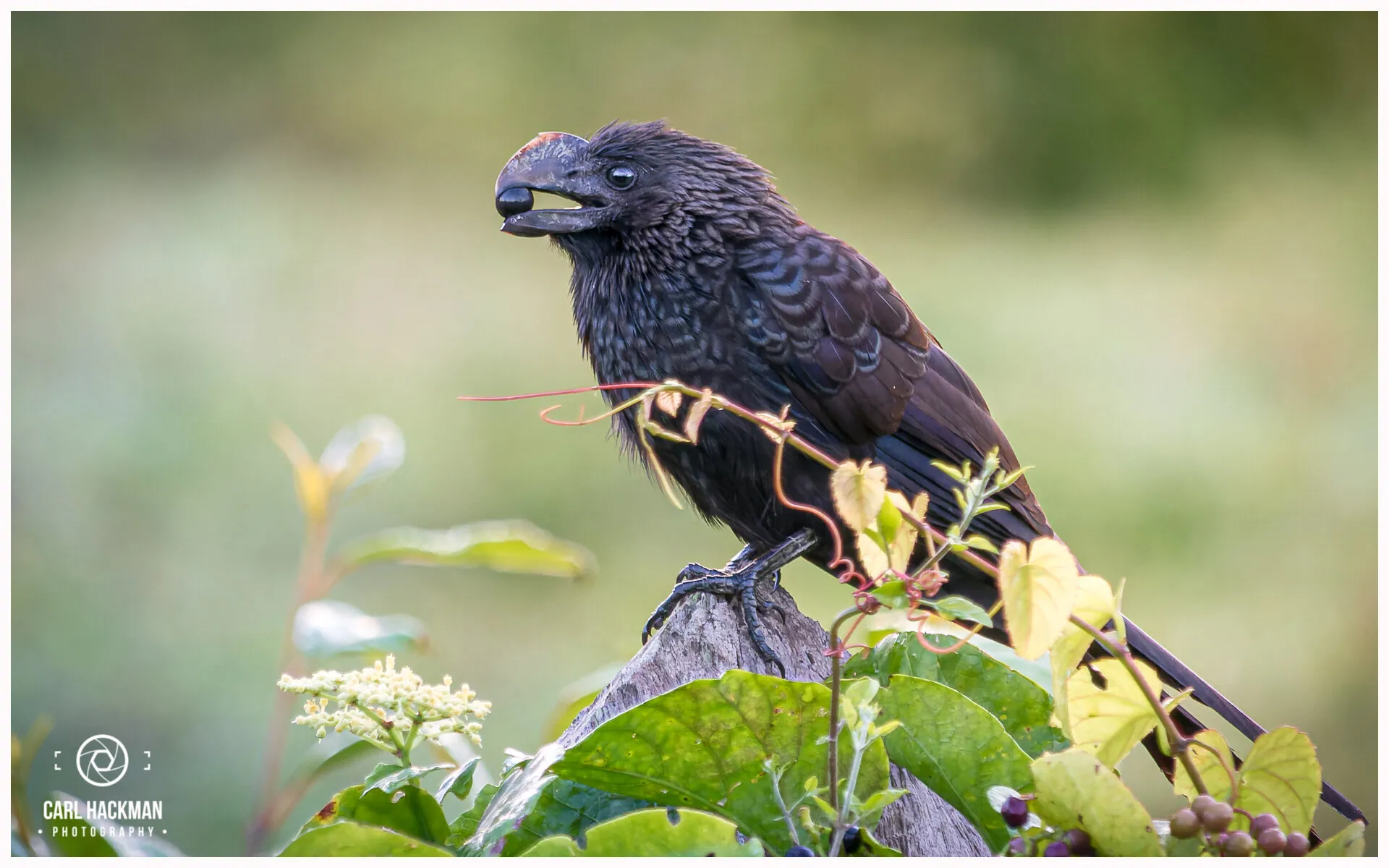 Smooth Billed Ani