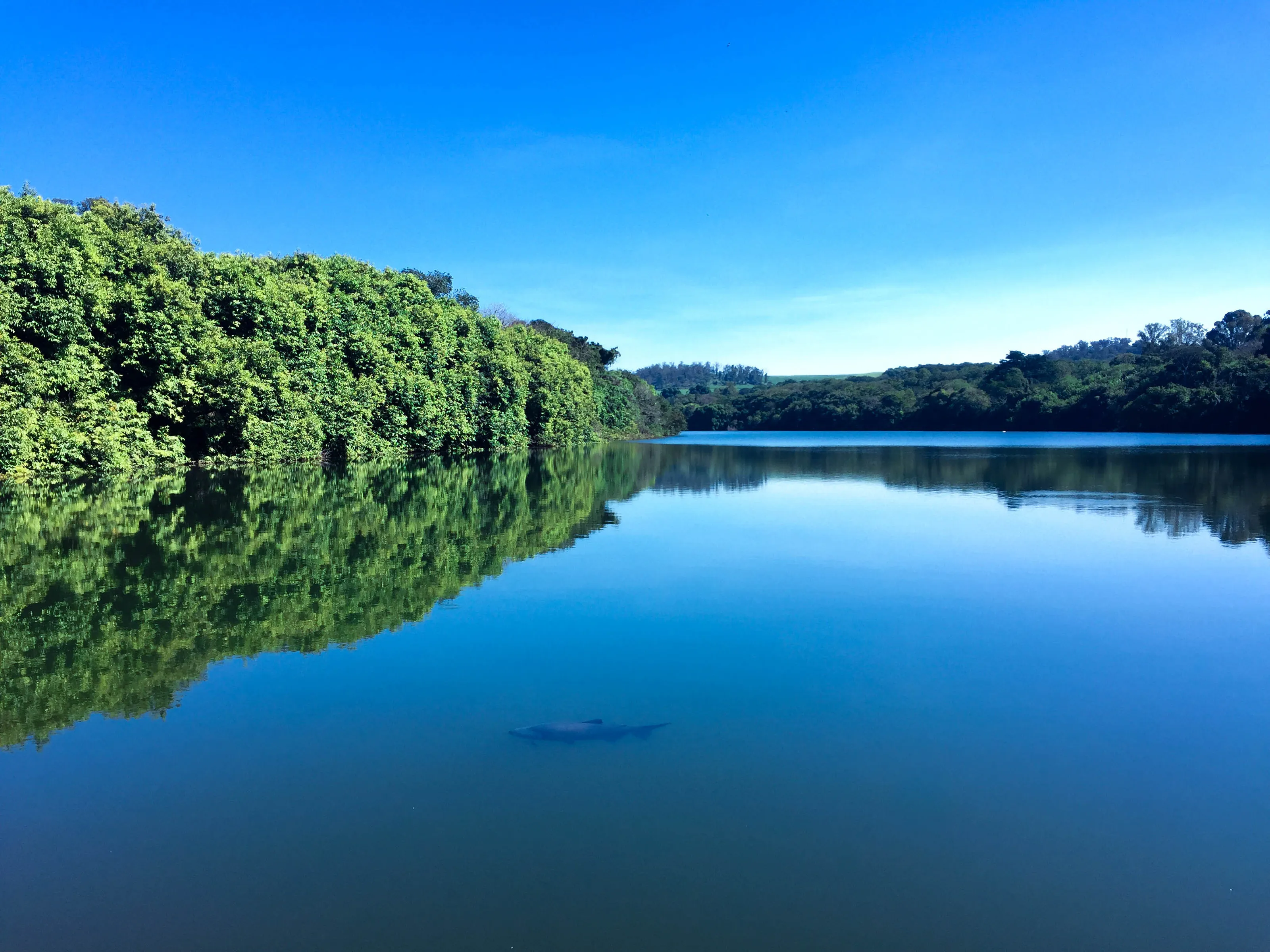 Lake and Fish