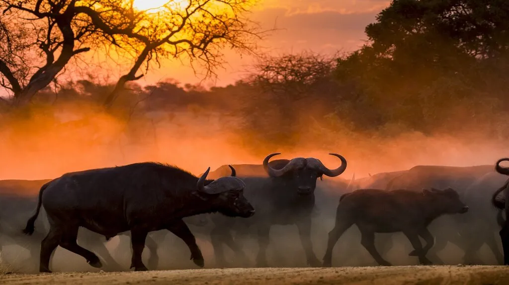 African buffalo