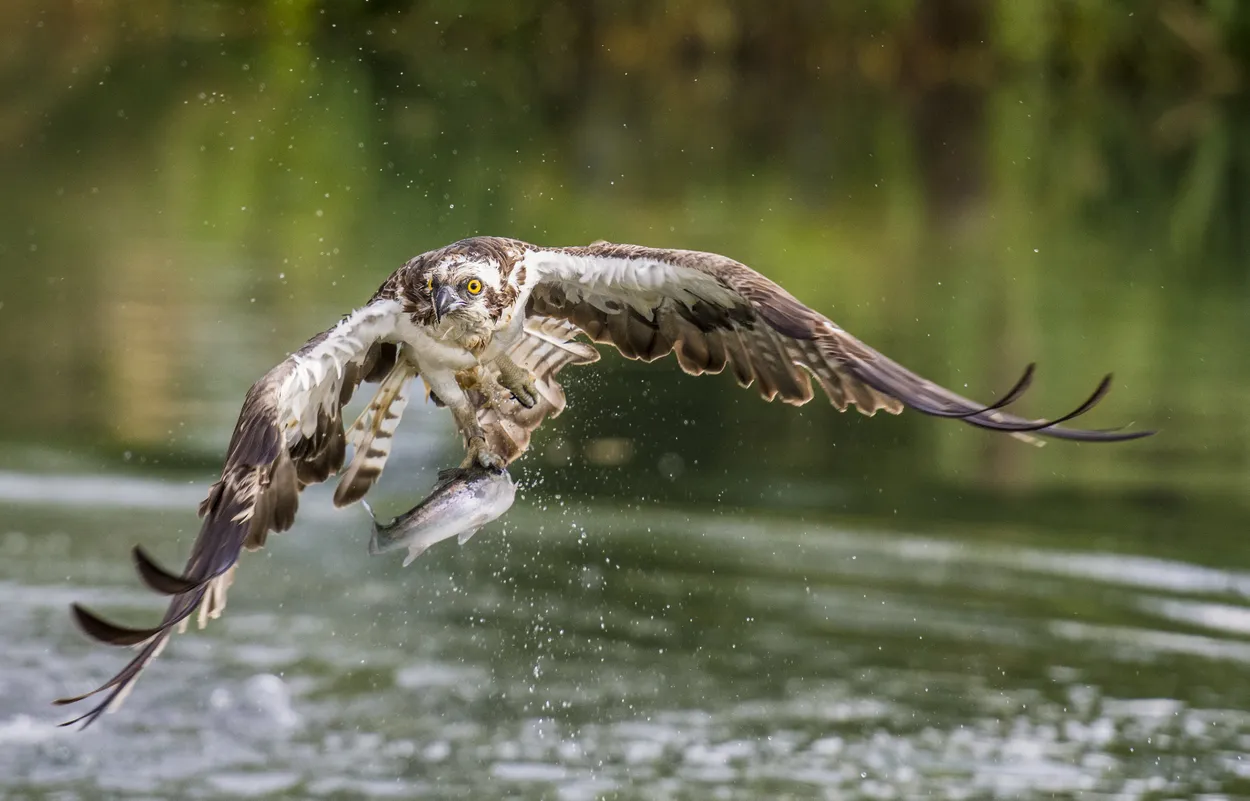 The Catch