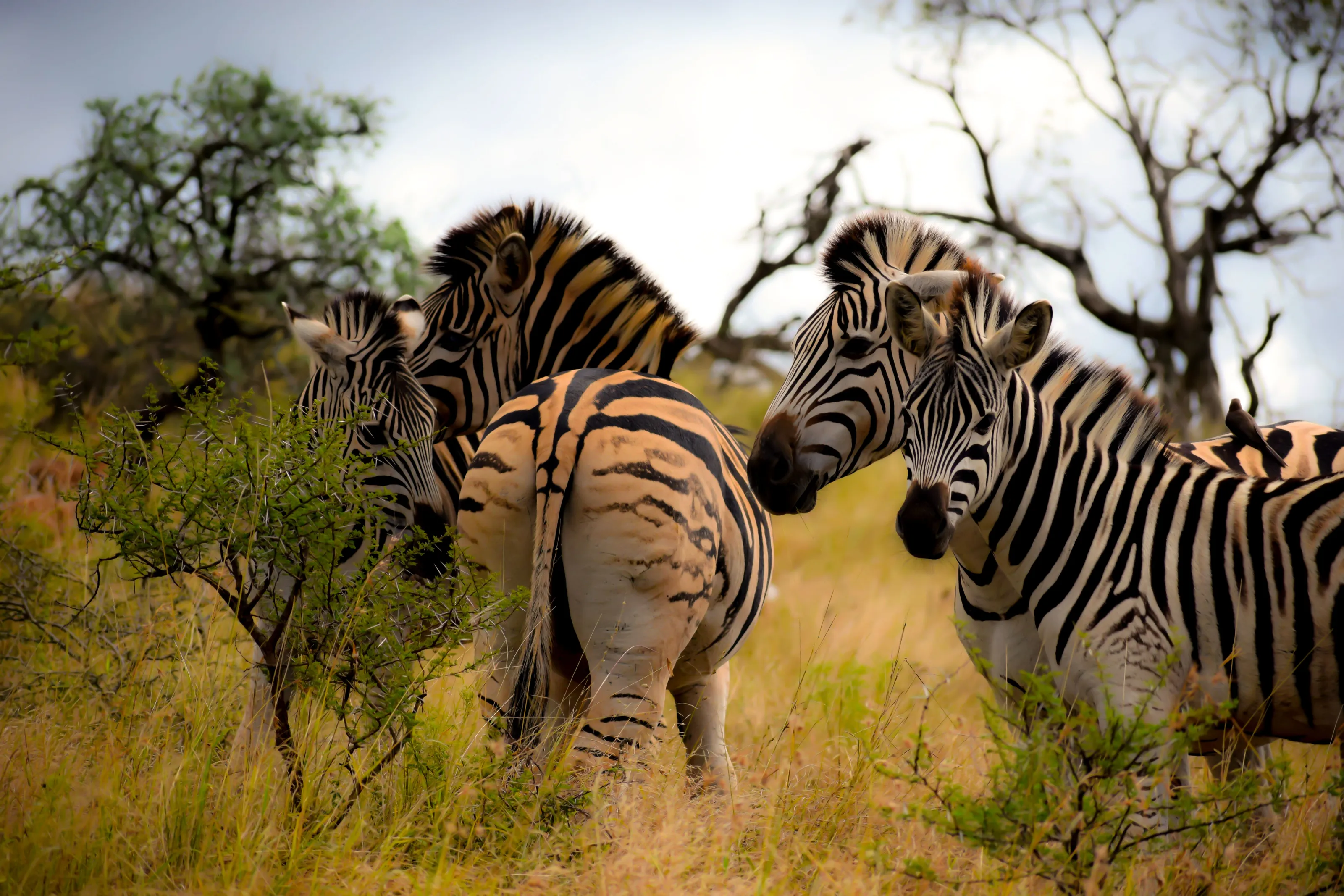 My favorite Zebras