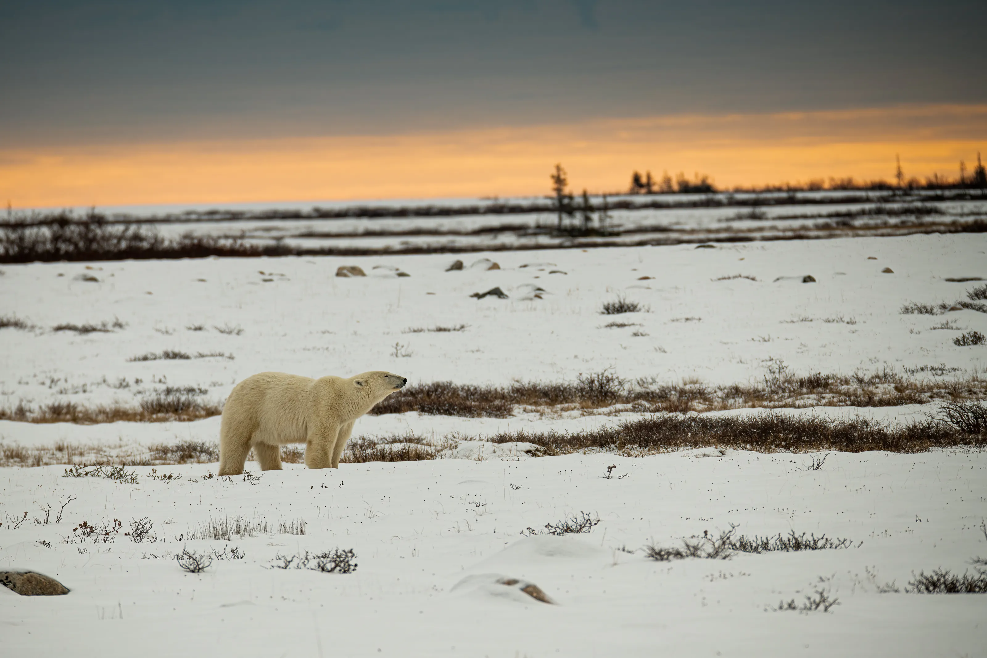 Polar Bear in its Arctic Habitat