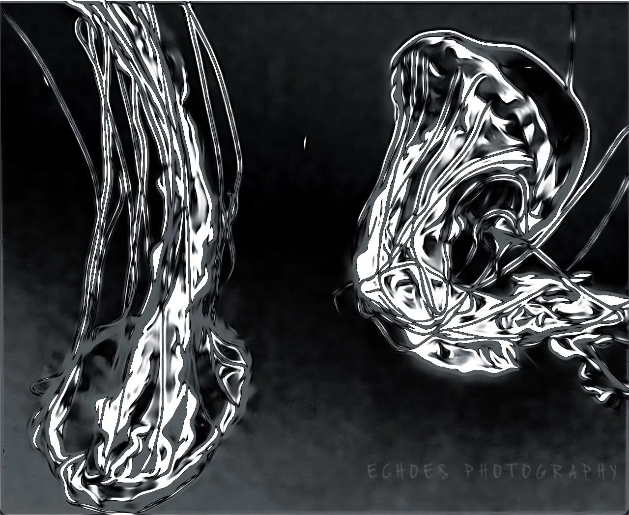 Dancing Jellies