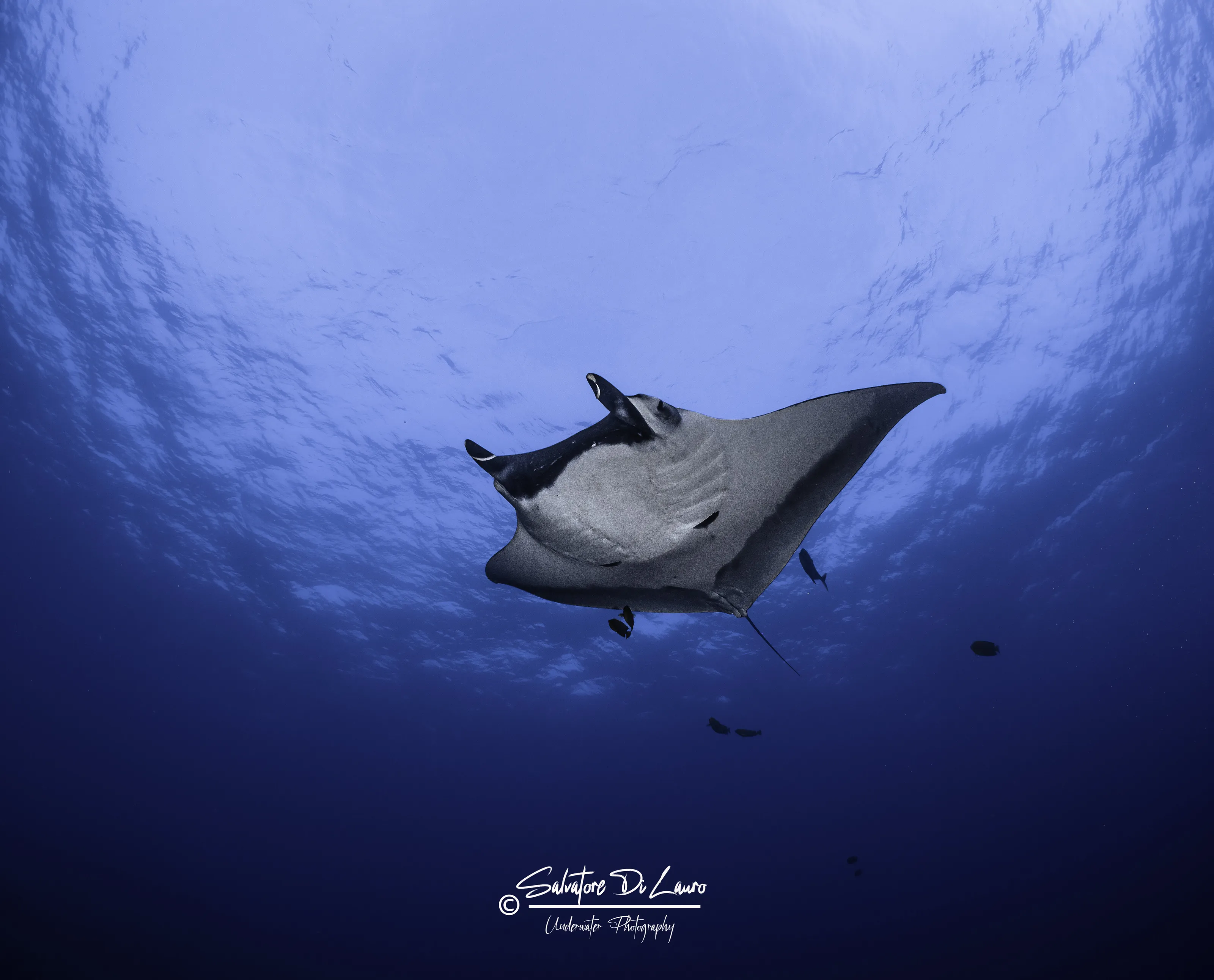 The Majestic Oceanic Manta