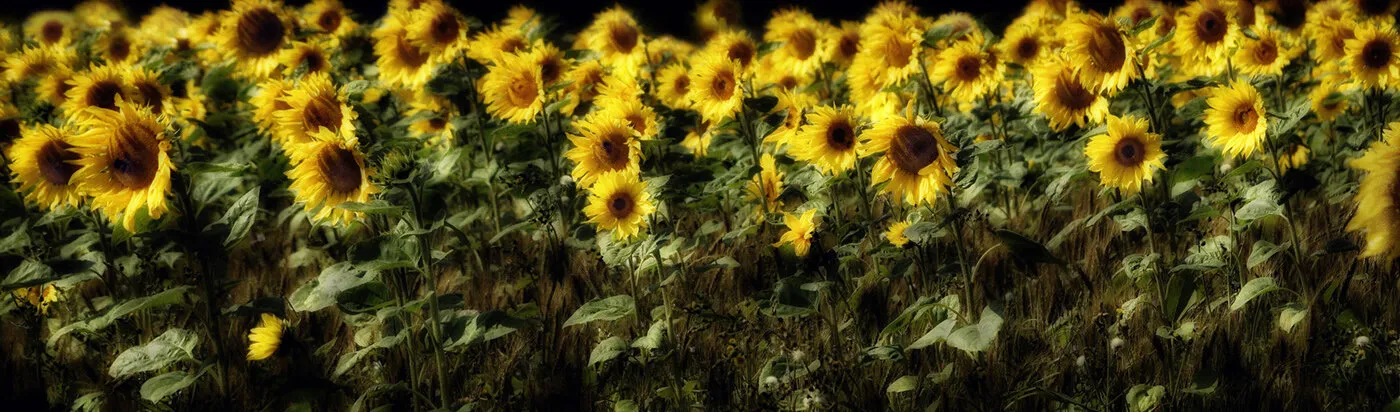 Sunflowers in the wind.