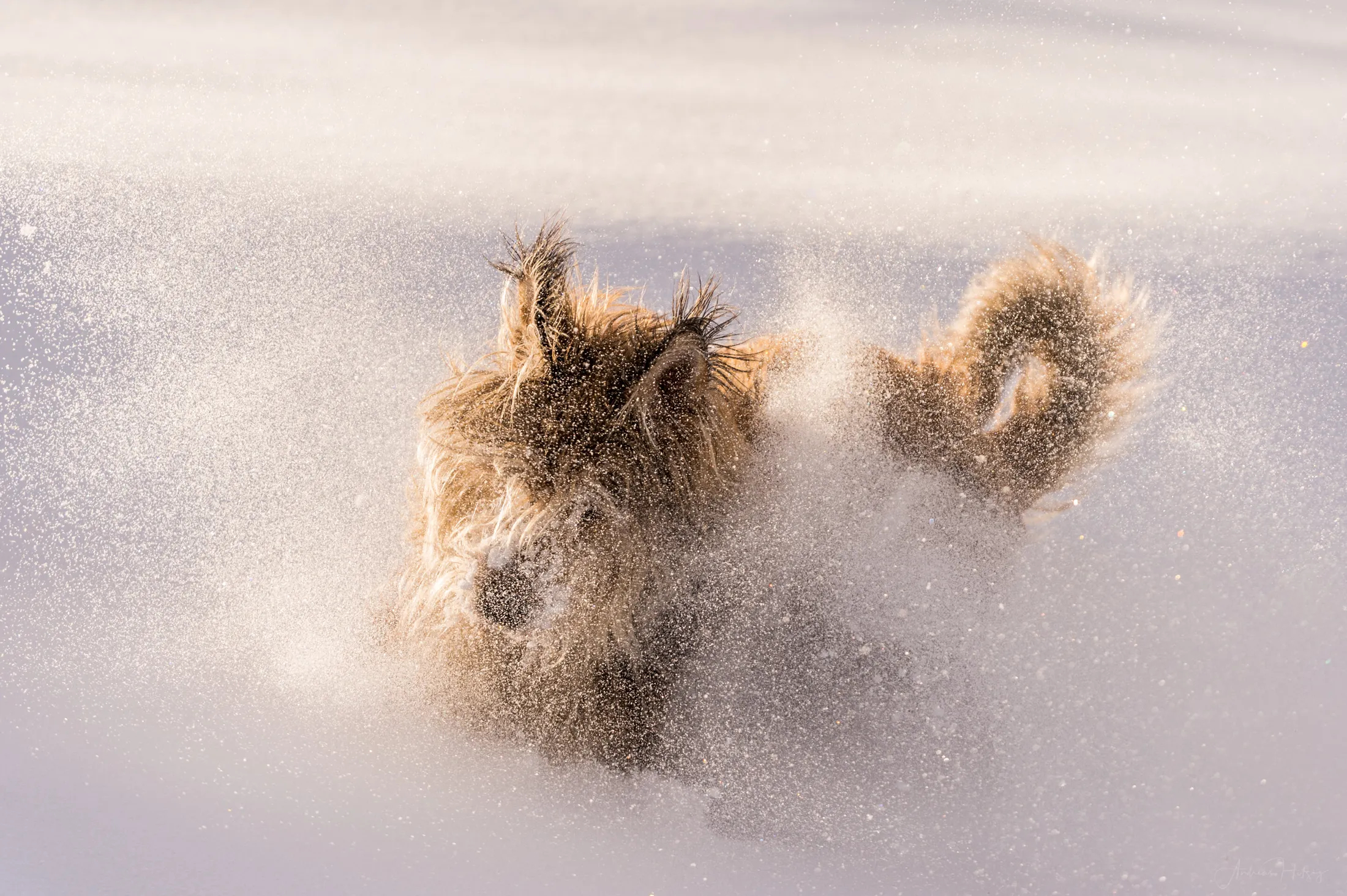 Fun in the snow