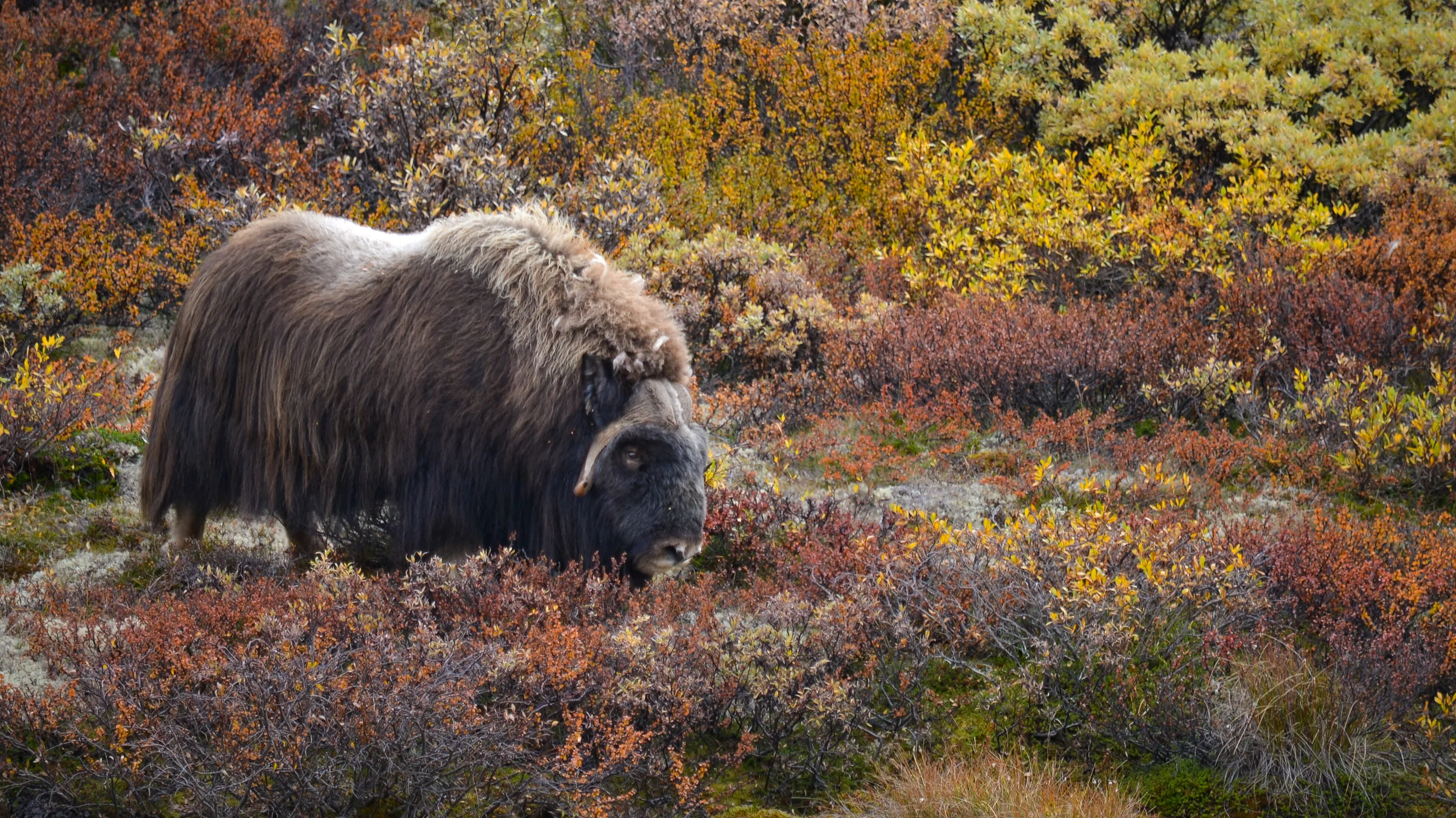 The Musk ox of Norway