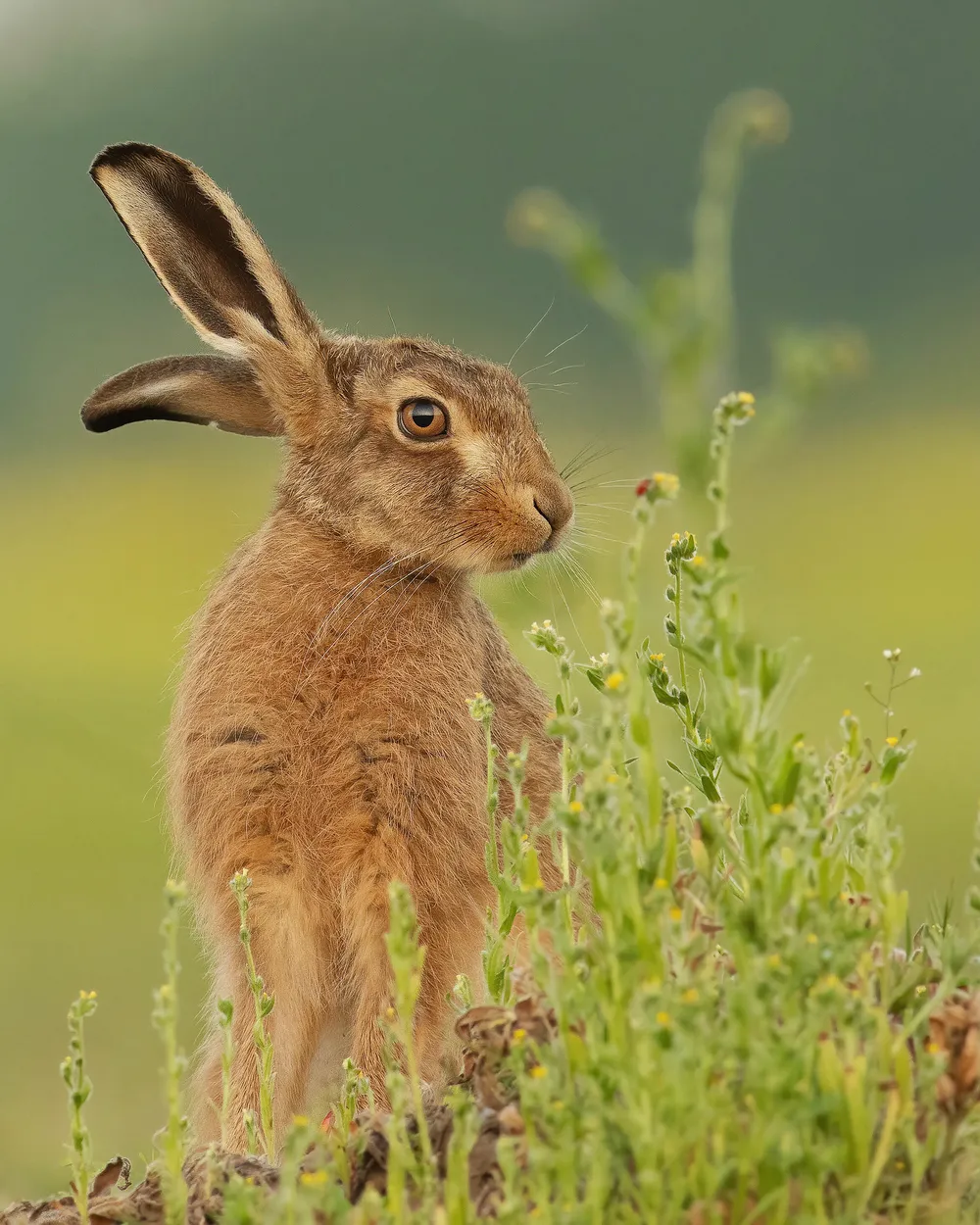 Ears a Brown Hare