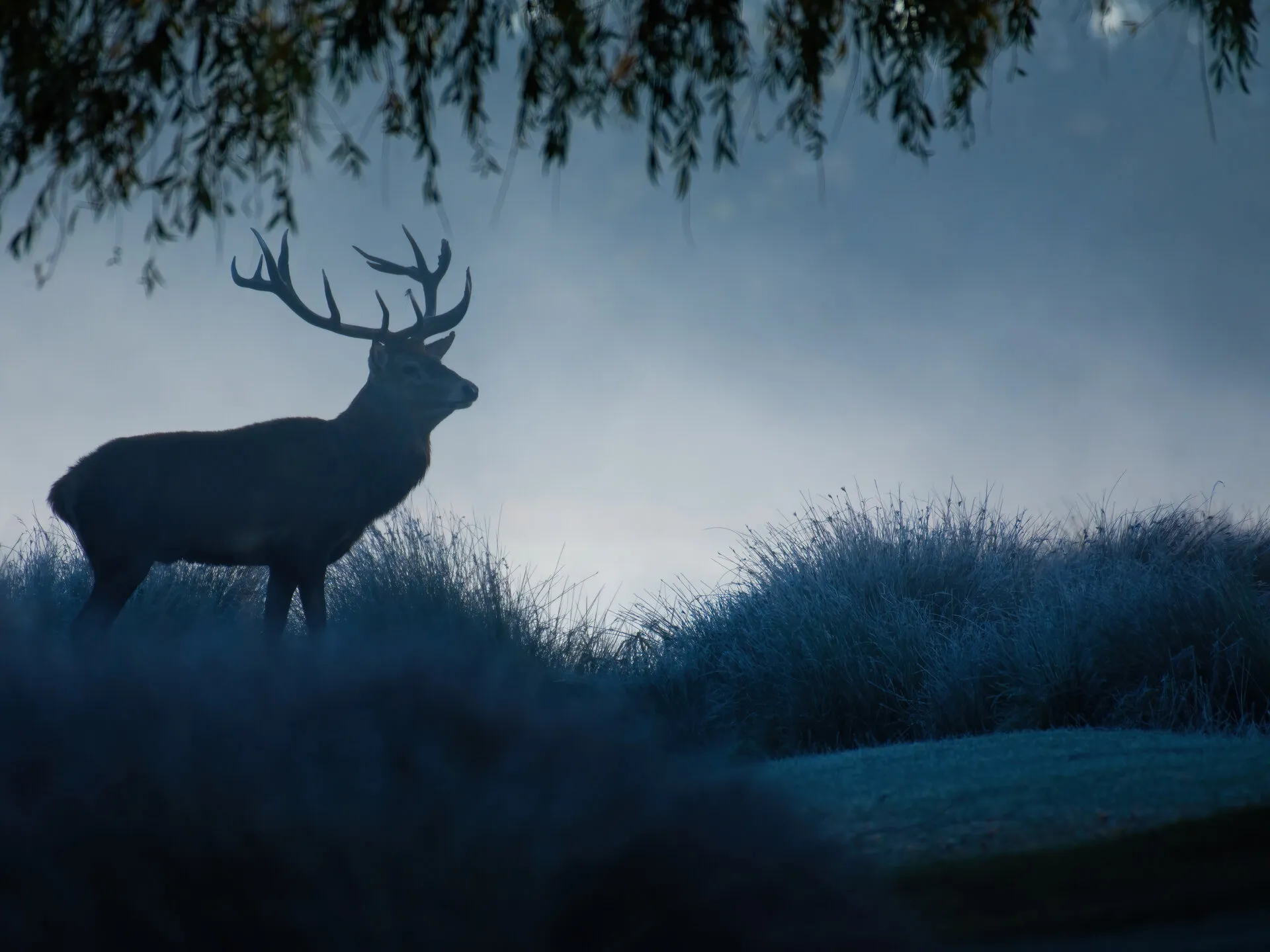 Dreamy Winter Morning