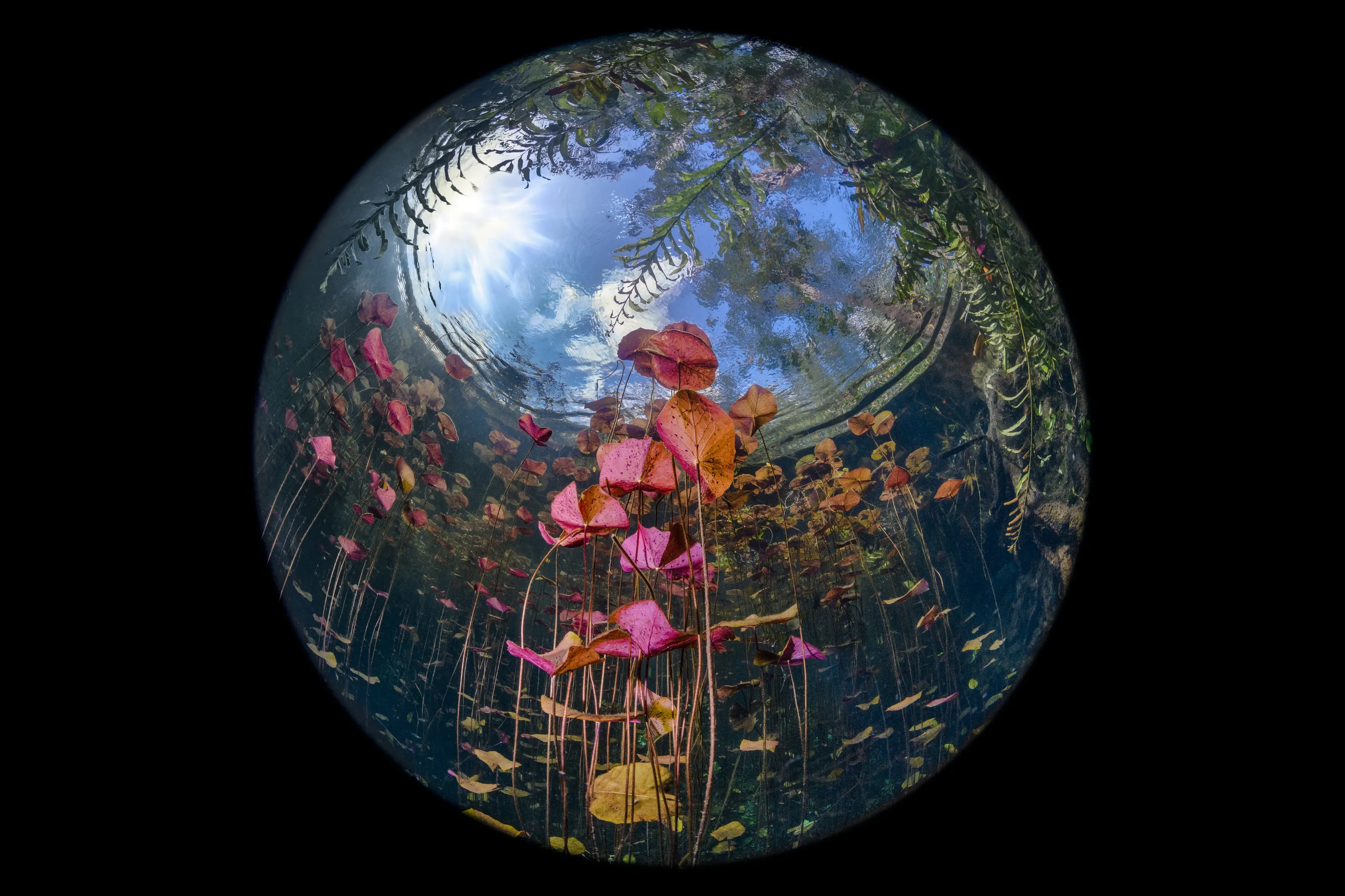The World of Lilies