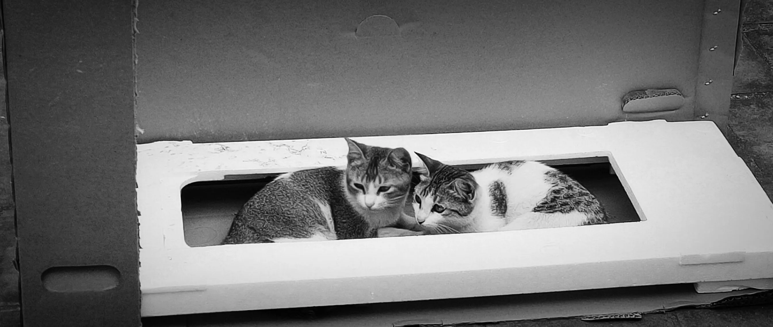 Cats in black and white