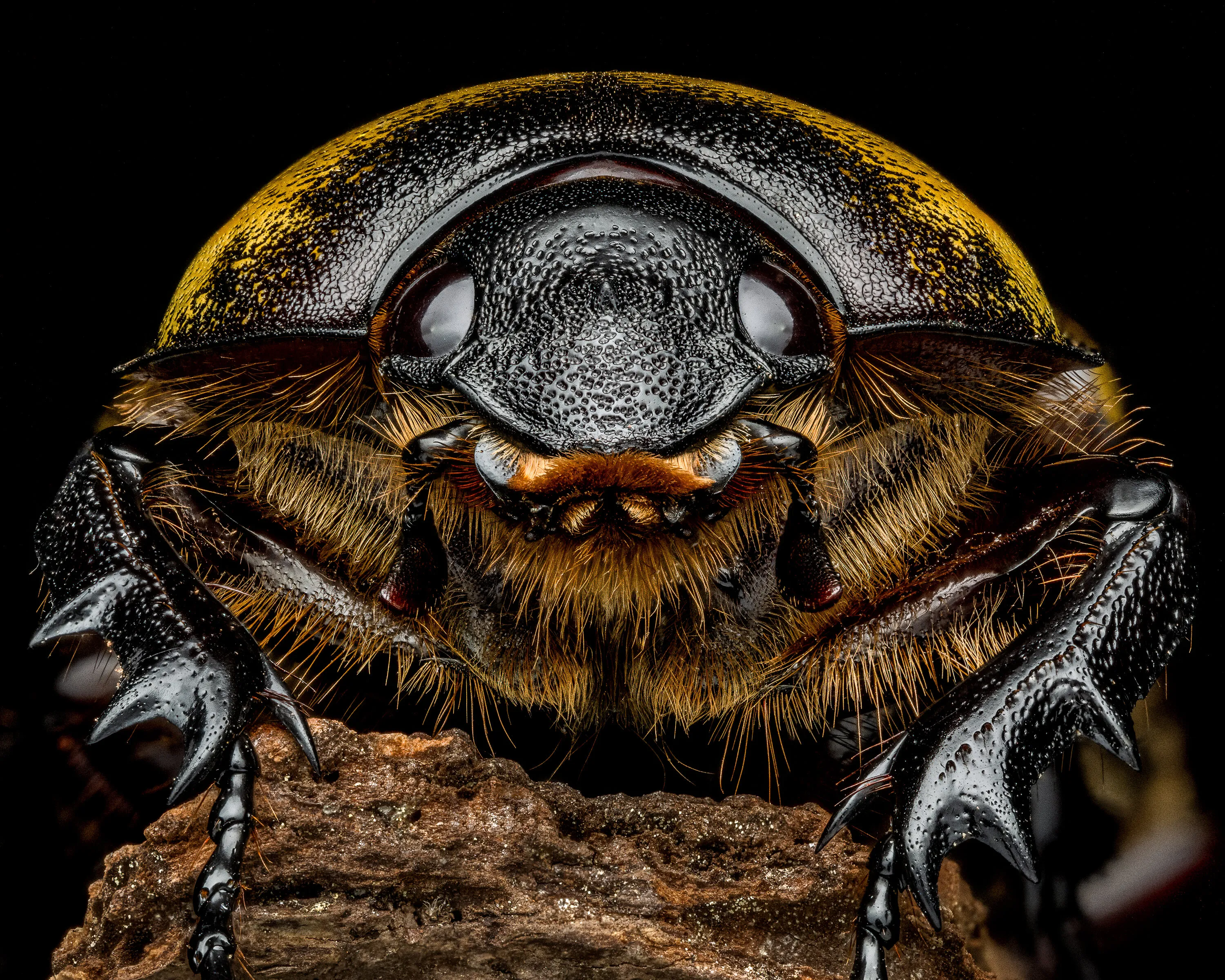 Portrait of a Female Eastern Hercules Beetle